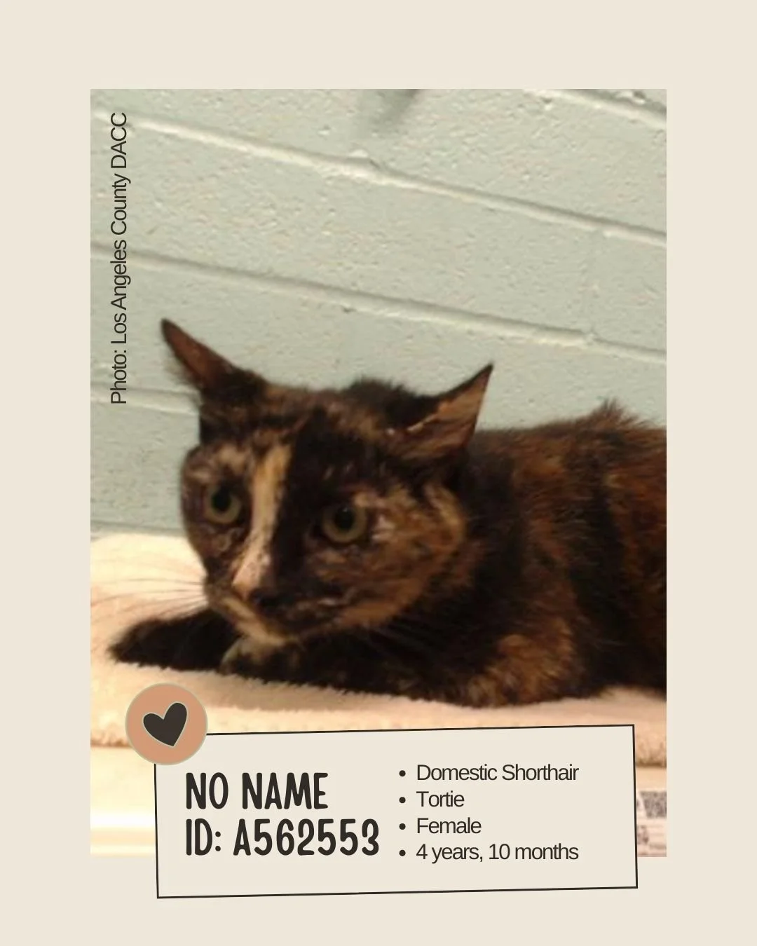🐾 𝐍𝐞𝐭𝐰𝐨𝐫𝐤𝐢𝐧𝐠 𝐕𝐢𝐬𝐢𝐛𝐢𝐥𝐢𝐭𝐲 𝐍𝐞𝐞𝐝𝐞𝐝

No Name
ID: A5625532

&bull; Breed: Domestic Shorthair
&bull; Color: Tortie
&bull; Sex: Female
&bull; Age: 4 years, 10 months
&bull; Weight: 8.58 lbs
&bull; Size: Medium
&bull; Intake Date: M