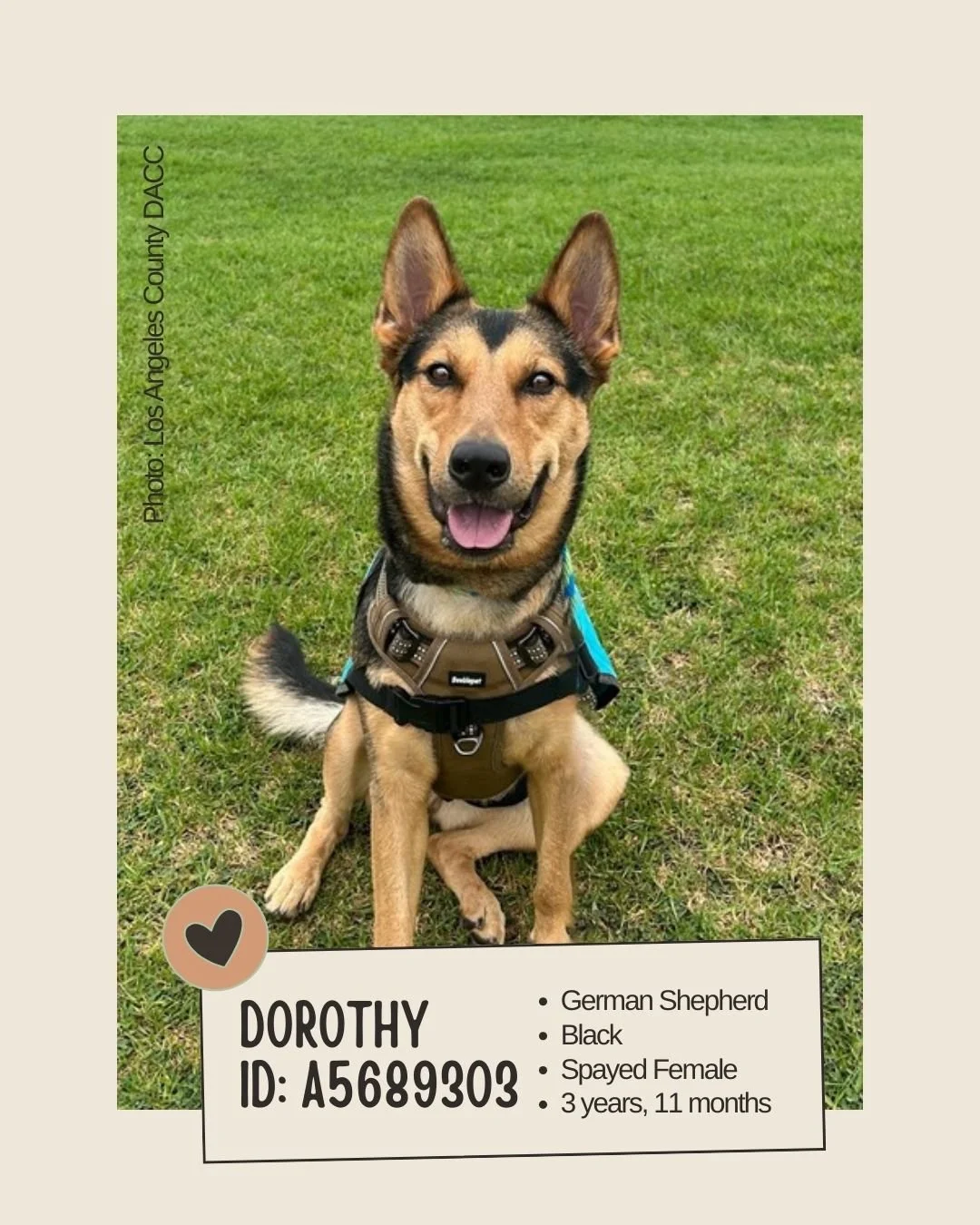 🐾 𝐍𝐞𝐭𝐰𝐨𝐫𝐤𝐢𝐧𝐠 𝐕𝐢𝐬𝐢𝐛𝐢𝐥𝐢𝐭𝐲 𝐍𝐞𝐞𝐝𝐞𝐝

Meet DOROTHY
ID: A5689303

&bull; Breed: German Shepherd
&bull; Color: Black
&bull; Sex: Spayed Female
&bull; Age: 3 years, 11 months
&bull; Weight: 46.6 lbs
&bull; Size: Large
&bull; Intake 
