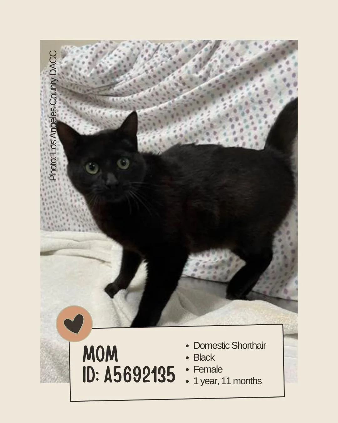 Meet MOM
ID: A5692135

&bull; Breed: Domestic Shorthair
&bull; Color: Black
&bull; Sex: Female
&bull; Age: 1 year, 11 months
&bull; Weight: 8.7 lbs
&bull; Intake Date: April 14, 2025
&bull; Status: Stray Wait
&bull; Location: Los Angeles County Depar