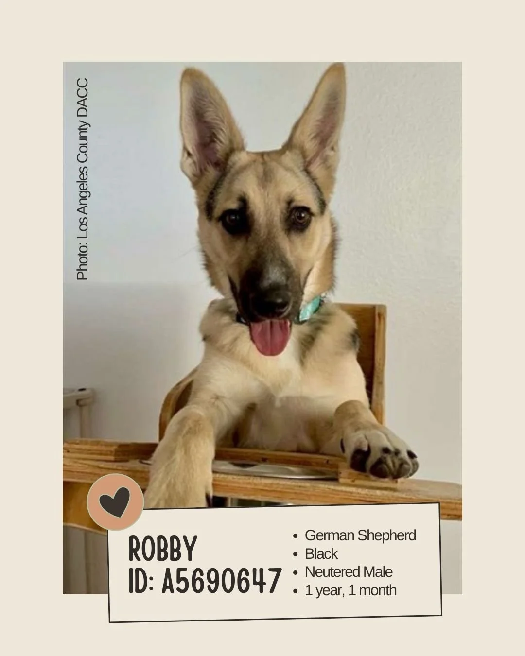 Meet ROBBY
ID: A5690647

&bull; Species: Dog
&bull; Breed: German Shepherd
&bull; Color: Black
&bull; Sex: Neutered Male
&bull; Age: 1 year, 1 month
&bull; Weight: 50 lbs
&bull; Size: Puppy
&bull; Intake Date: April 24, 2025
&bull; Status: Ready to G