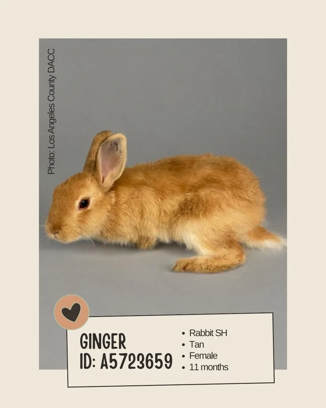 Meet GINGER
ID: A5723659

&bull; Species: Rabbit
&bull; Breed: Rabbit SH
&bull; Color: Tan
&bull; Sex: Female
&bull; Age: 11 months
&bull; Weight: 3.3 lbs
&bull; Intake Date: September 8, 2025
&bull; Status: Adoption Pending
&bull; Location: Los Ange
