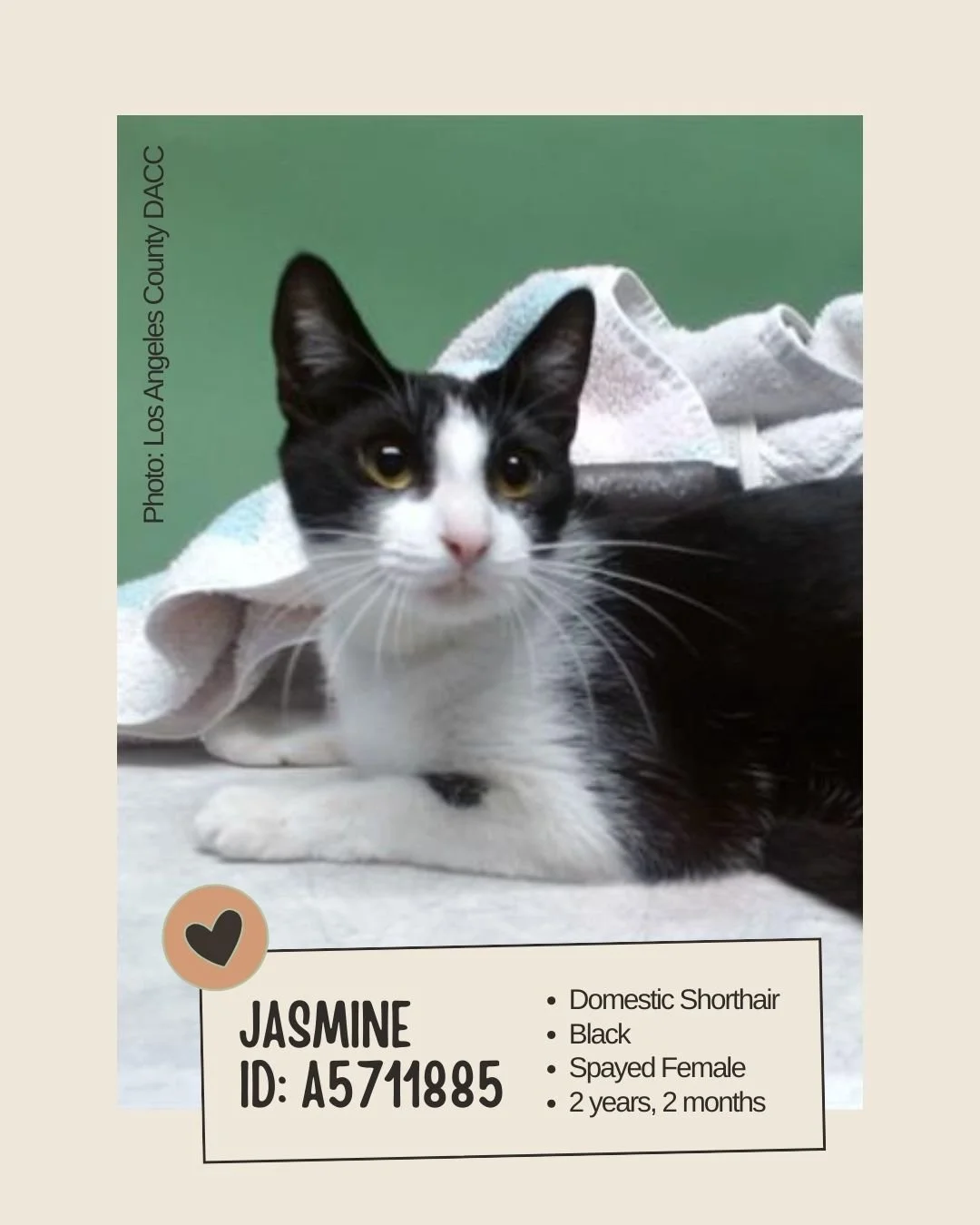 Meet JASMINE
ID: A5711885

&bull; Breed: Domestic Shorthair
&bull; Color: Black
&bull; Sex: Spayed Female
&bull; Age: 2 years, 2 months
&bull; Weight: 6.9 lbs
&bull; Size: Small
&bull; Intake Date: September 3, 2025
&bull; Status: Ready to Go Home
&b