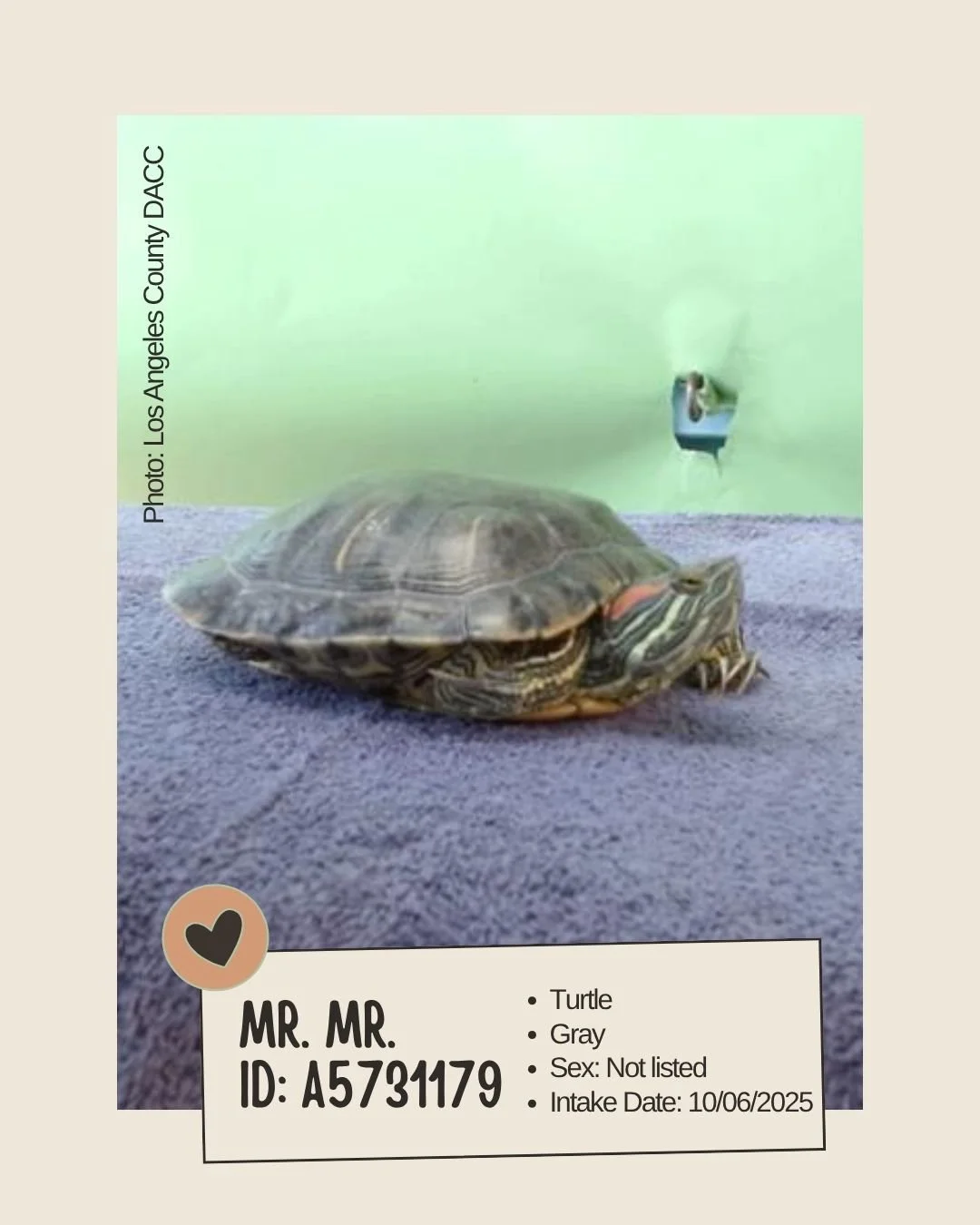 Meet MR. MR. 
ID: A5731179

&bull; Breed: Turtle
&bull; Color: Gray
&bull; Sex: Not listed
&bull; Age: 0 years, 0 months
&bull; Intake Date: October 6, 2025
&bull; Location: Carson &ndash; CBARN (Los Angeles County Animal Care)

MR. MR. is listed as 