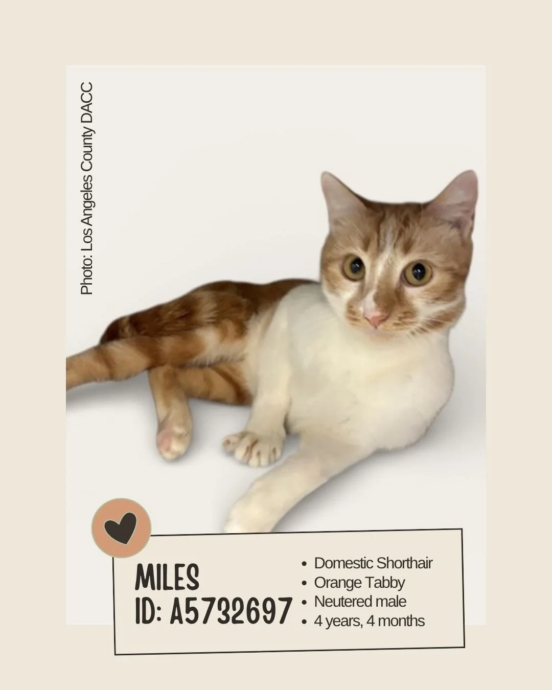 Meet MILES 
ID: A5732697

&bull; Breed: Domestic Shorthair
&bull; Color: Orange Tabby
&bull; Sex: Neutered male
&bull; Age: 4 years, 4 months
&bull; Weight: 5.4 lbs
&bull; Intake Date: October 14, 2025
&bull; Location: Agoura Animal Shelter (Los Ange