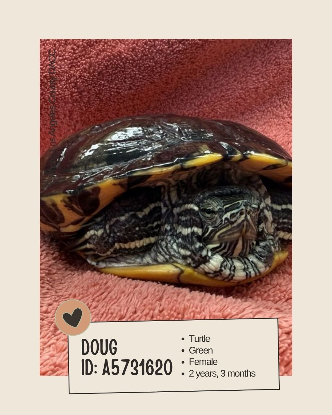 Meet DOUG 
ID: A5731620

&bull; Species: Turtle
&bull; Breed: Turtle
&bull; Color: Green
&bull; Sex: Female
&bull; Age: 2 years, 3 months
&bull; Weight: 1.6 lbs
&bull; Intake Date: October 8, 2025
&bull; Location: Agoura &ndash; AWILDLIFE (Los Angele
