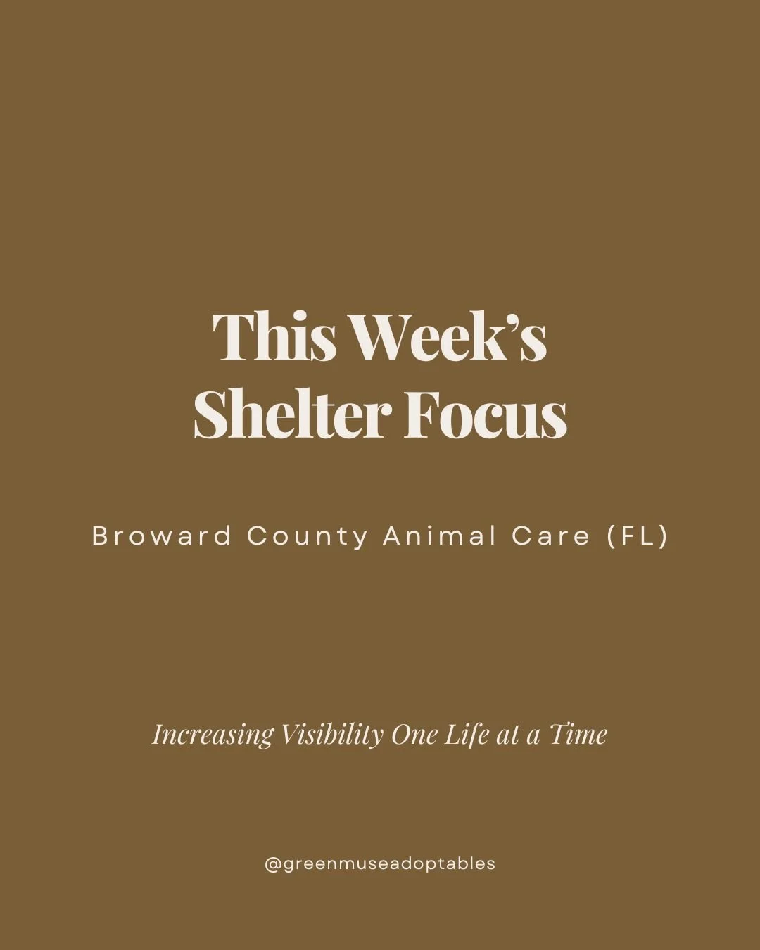 𝐓𝐡𝐢𝐬 𝐖𝐞𝐞𝐤&rsquo;𝐬 𝐒𝐩𝐨𝐭𝐥𝐢𝐠𝐡𝐭: 𝐁𝐫𝐨𝐰𝐚𝐫𝐝 𝐂𝐨𝐮𝐧𝐭𝐲 𝐀𝐧𝐢𝐦𝐚𝐥 𝐂𝐚𝐫𝐞 (𝐅𝐋)
𝘞𝘩𝘦𝘳𝘦 𝘰𝘷𝘦𝘳𝘭𝘰𝘰𝘬𝘦𝘥 𝘴𝘰𝘶𝘭𝘴 𝘸𝘢𝘪𝘵 𝘧𝘰𝘳 𝘴𝘰𝘮𝘦𝘰𝘯𝘦 𝘵𝘰 𝘧𝘪𝘯𝘢𝘭𝘭𝘺 𝘴𝘦𝘦 𝘵𝘩𝘦𝘮.

This week, our hearts are with the