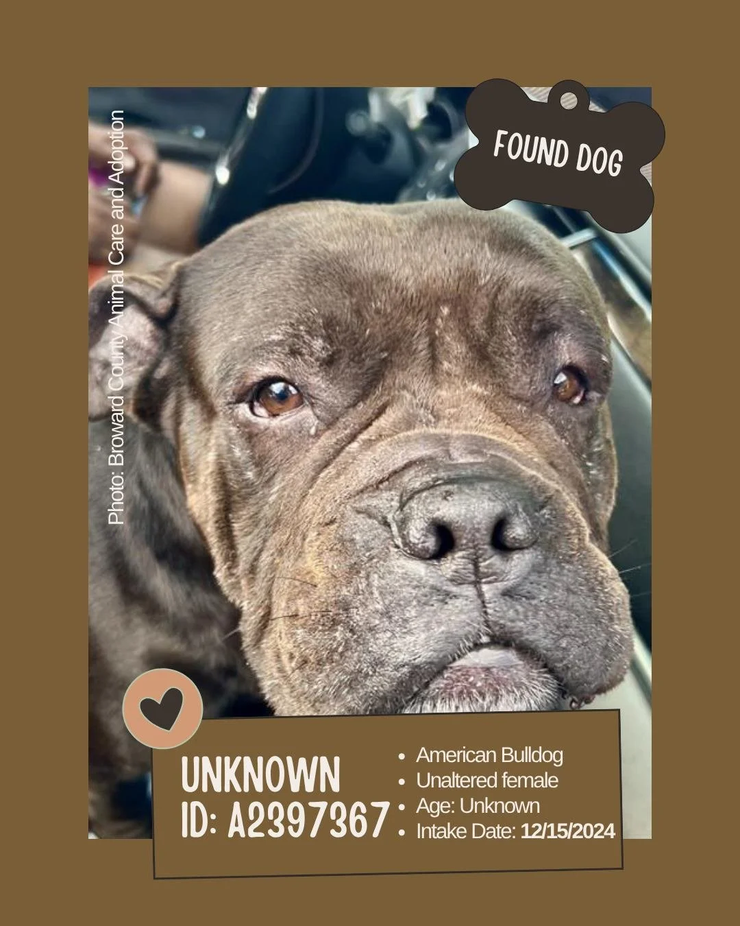(Found Dog &ndash; Seeking Owner)

Meet: Unknown
ID: A2397367

&bull; Breed: American Bulldog
&bull; Sex: Unaltered female
&bull; Age: Unknown
&bull; Intake Date: December 15, 2024
&bull; Location: Broward County Animal Care and Adoption
&bull; Notes