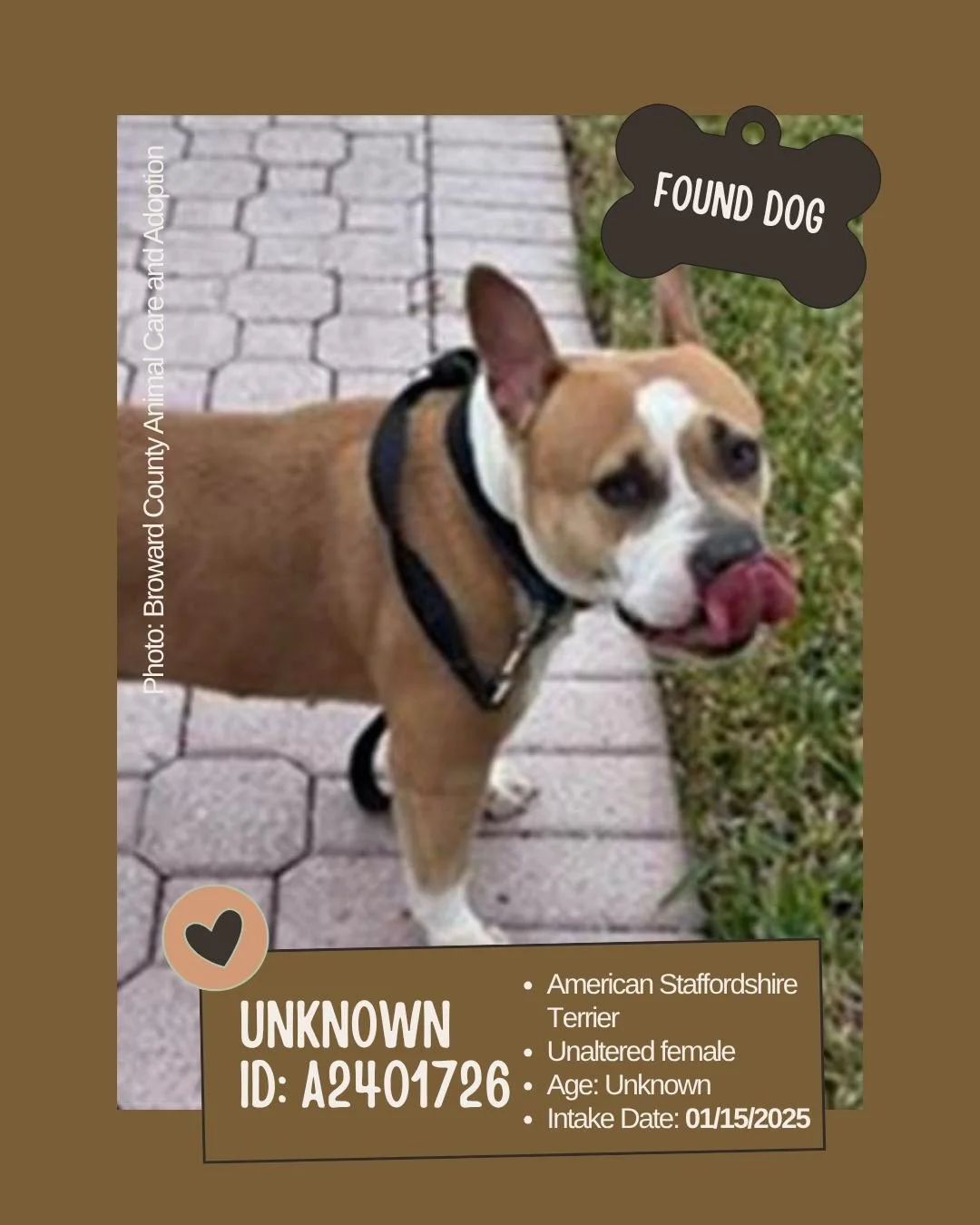 Found Dog &ndash; Seeking Owner

Meet: Unknown
ID: A2401726

&bull; Species: Dog
&bull; Breed: American Staffordshire Terrier
&bull; Sex: Unaltered female
&bull; Age: Unknown
&bull; Intake Date: January 15, 2025
&bull; Location: Broward County Animal