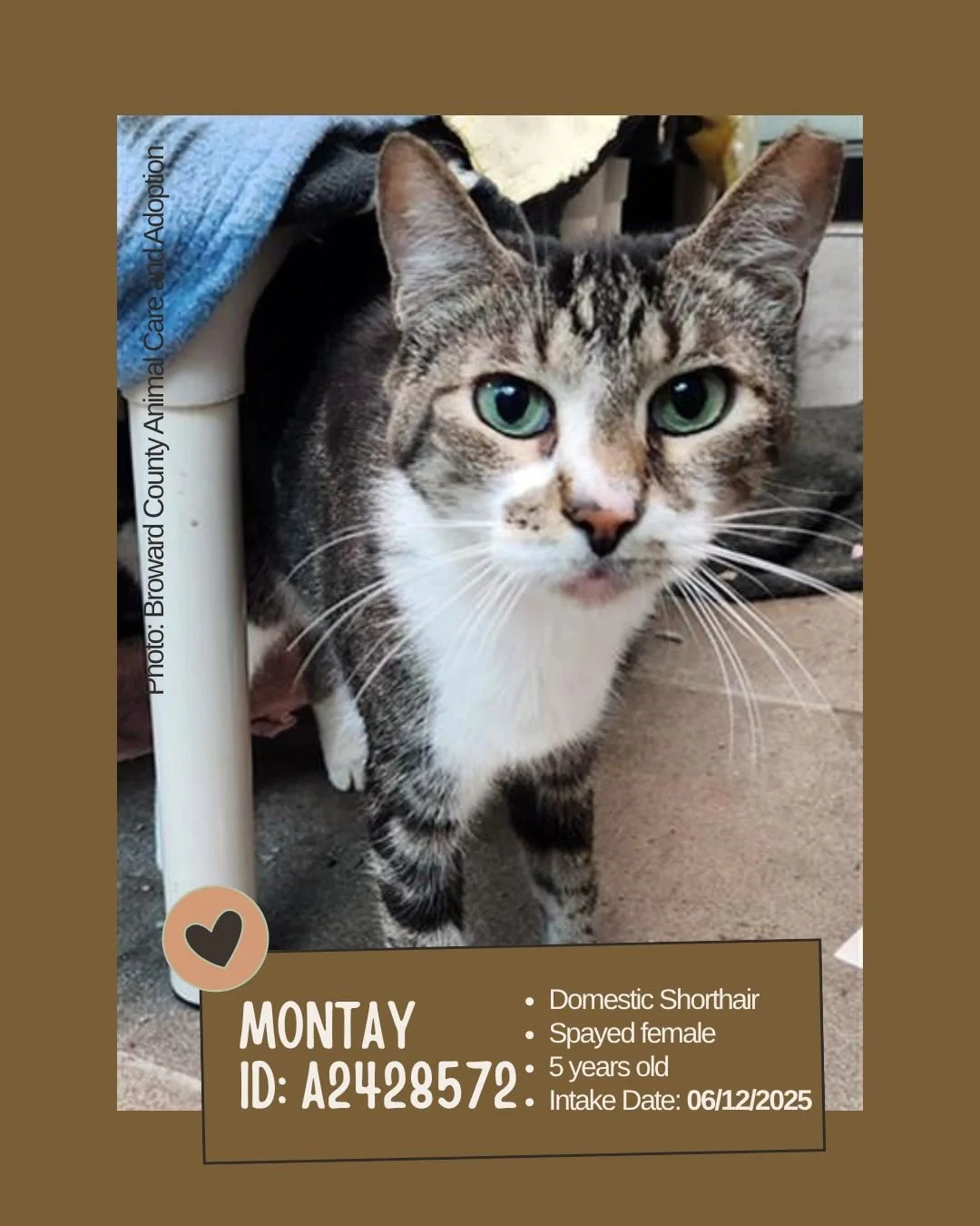 Meet Montay 
ID: A2428572

&bull;Breed: Domestic Shorthair
&bull; Sex: Spayed female
&bull; Age: Approximately 5 years old
&bull; Intake Date: June 12, 2025
&bull; Location: Broward County Animal Care &ndash; Ft. Lauderdale
&bull; Additional Notes: W