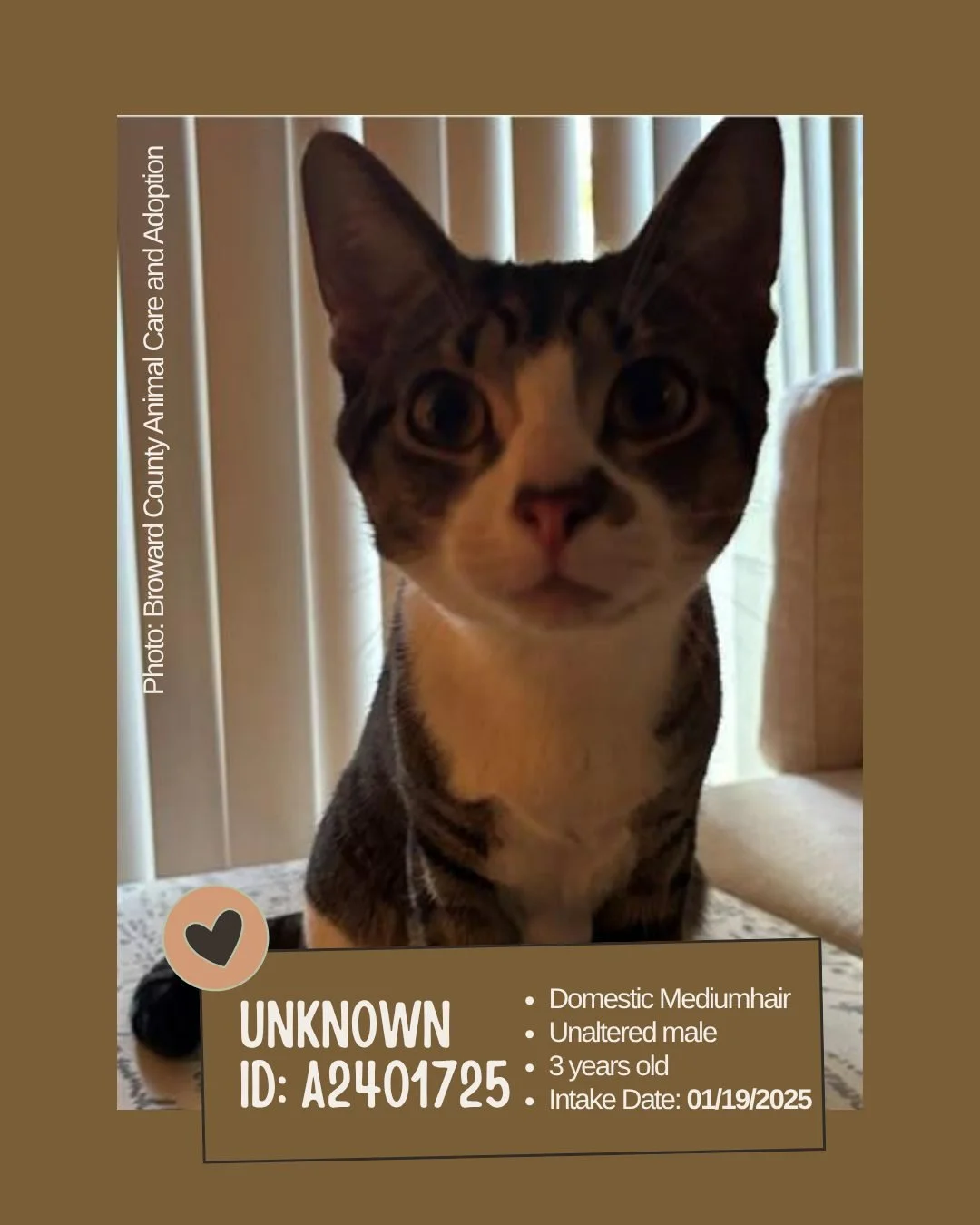 Meet Unknown
ID: A2401725

&bull; Breed: Domestic Mediumhair
&bull; Sex: Unaltered male
&bull; Age: Approximately 3 years old
&bull; Intake Date: January 19, 2025
&bull; Location: Broward County Animal Care and Adoption (Currently in Foster)
&bull; A