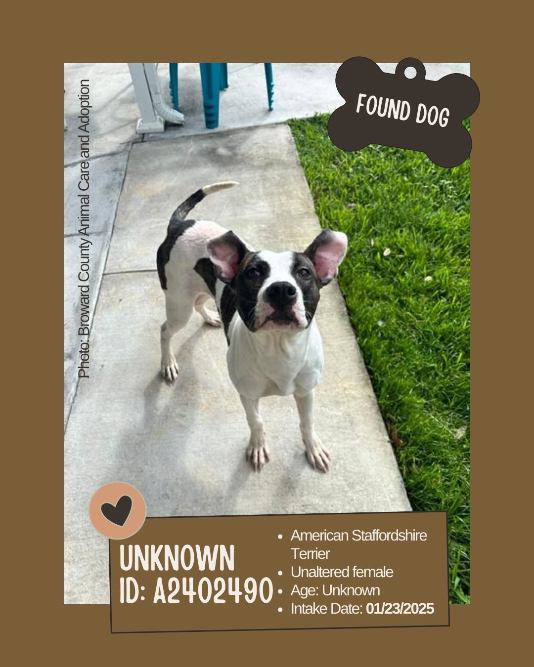 Found Dog 
ID: A2402490

&bull; Breed: American Staffordshire Terrier
&bull; Sex: Unaltered female
&bull; Age: Unknown
&bull; Intake Date: January 23, 2025
&bull; Location: Finder&rsquo;s Home (Reported Found) &mdash; Broward County Animal Care
&bull