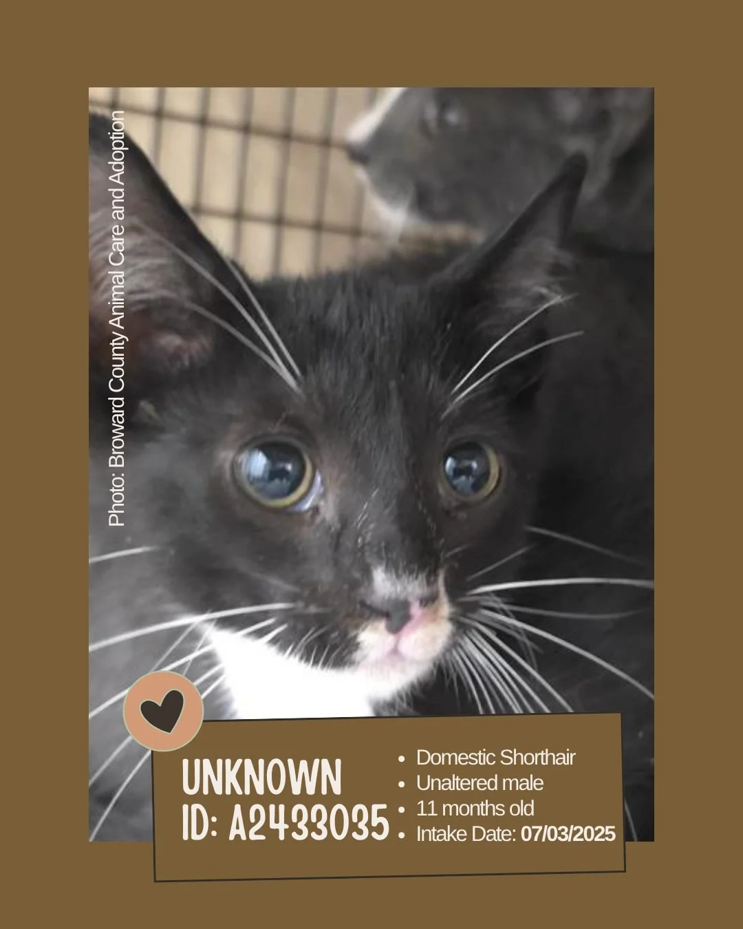 Meet: Unknown
ID: A2433035

&bull; Breed: Domestic Shorthair
&bull; Sex: Unaltered male
&bull; Age: Approximately 11 months old
&bull; Intake Date: July 3, 2025
&bull; Location: Broward County Animal Care and Adoption (Currently in Foster)
&bull; Add