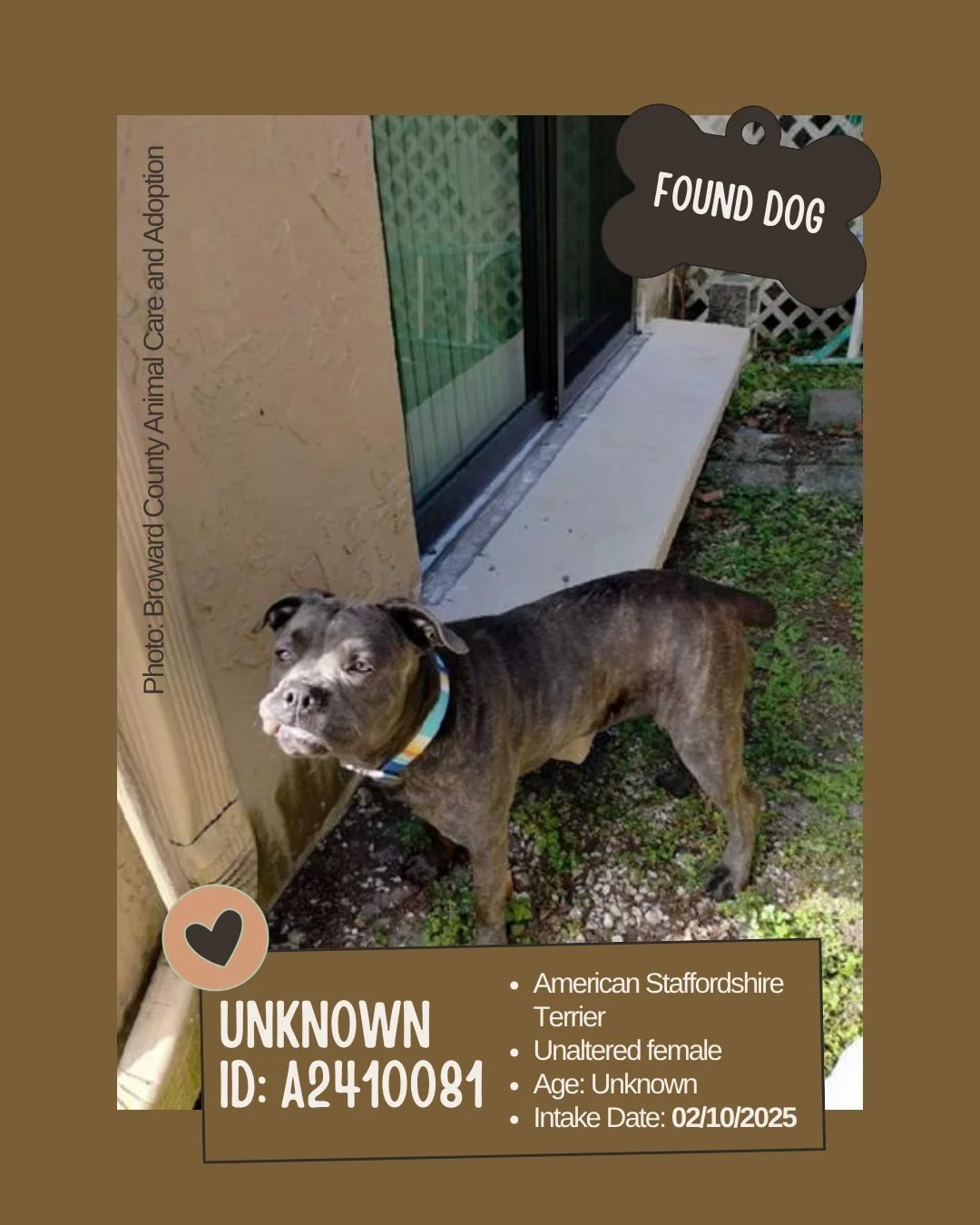 Found Dog
ID: A2410081

&bull; Breed: American Staffordshire Terrier
&bull; Sex: Unaltered female
&bull; Age: Unknown
&bull; Intake Date: February 10, 2025
&bull; Location: Broward County Animal Care &ndash; Ft. Lauderdale
&bull; Official Notes: 
&nd