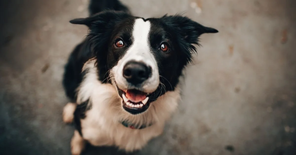 Understanding Open‑Intake Shelters: What “Open‑Intake” Really Means — and Why It Matters