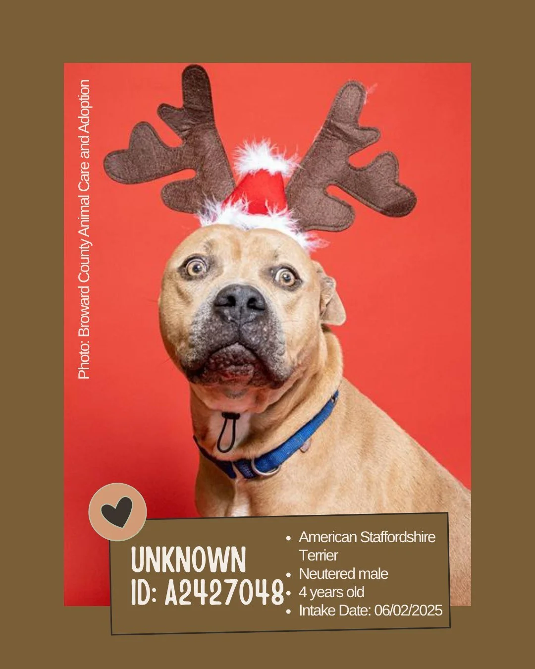 Meet ID: A2427048

&bull; Breed: American Staffordshire Terrier
&bull; Sex: Neutered male
&bull; Age: Approx. 4 years old
&bull; Weight: 78 lbs
&bull; Intake Date: June 2, 2025
&bull; Location: Broward County Animal Care and Adoption
&bull; Notes: Cu