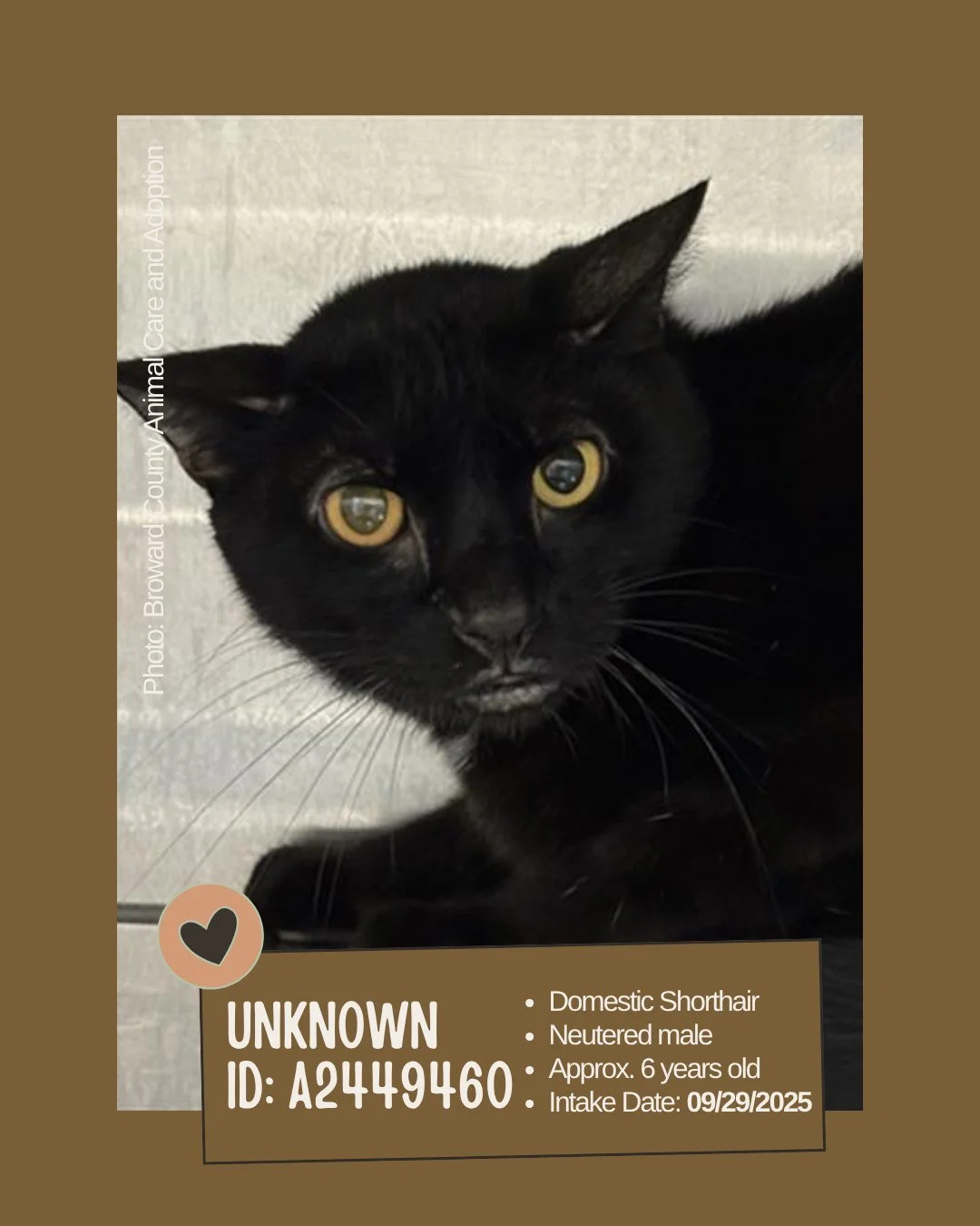 Meet ID: A2449460

&bull; Breed: Domestic Shorthair
&bull; Sex: Neutered male
&bull; Age: Approx. 6 years old
&bull; Weight: 9 lbs
&bull; Intake Date: September 29, 2025
&bull; Location: Broward County Animal Care and Adoption
&bull; Notes: Currently