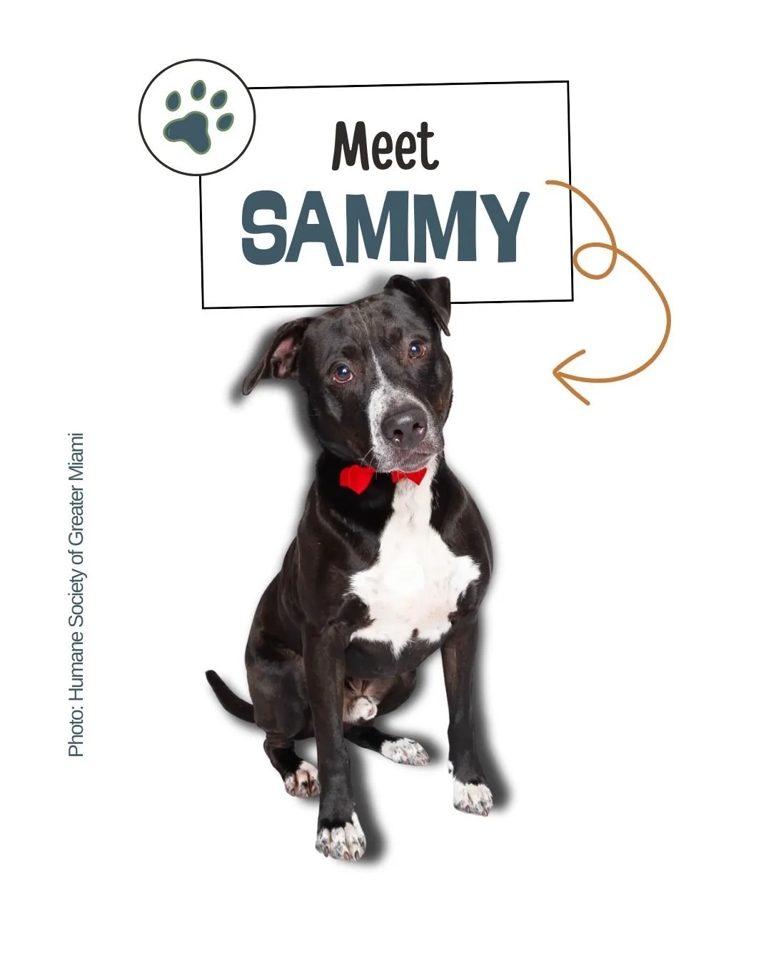 Sammy ID Number 48728728 &mdash; Adoptable Through The Humane Society of Greater Miami

9 years 6 months &bull; 62 lbs &bull; Mixed Breed (Large)

Meet Sammy, the boy with the best smile in the whole building. He&rsquo;s silly, loving, people‑oriente