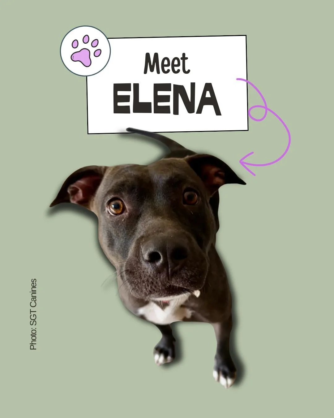 Elena &mdash; Your Adventure Buddy With a Big Heart
Young &bull; Shepherd Mix &bull; Active &amp; Family‑Friendly 
𝐑𝐞𝐬𝐜𝐮𝐞: 𝐒𝐆𝐓 𝐂𝐚𝐧𝐢𝐧𝐞𝐬

Meet Elena, a playful, affectionate, rough‑and‑tumble girl who&rsquo;s always ready for her next a
