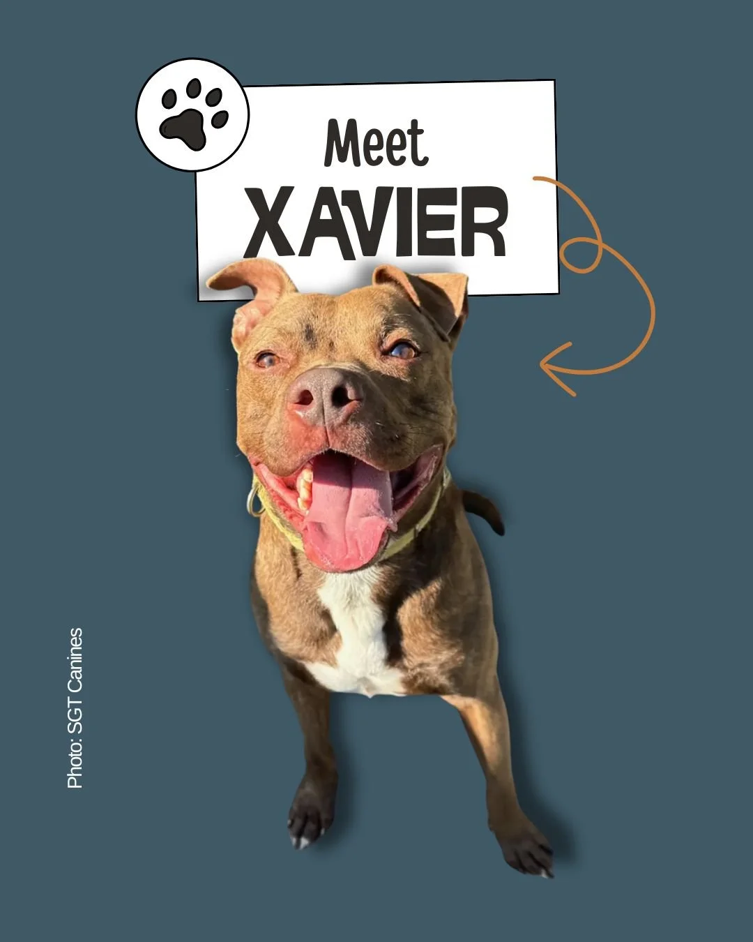 Xavier &mdash; A Resilient Soul Ready for His Second Chance

Adult &bull; Mixed Breed &bull; Gentle &amp; Easygoing 
𝐑𝐞𝐬𝐜𝐮𝐞: 𝐒𝐆𝐓 𝐂𝐚𝐧𝐢𝐧𝐞𝐬

Meet Xavier, a sweet, laid‑back boy who is finally getting the love and stability he&rsquo;s alw
