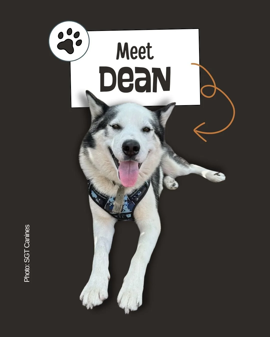 Dean &mdash; A Gentle Soul With a Heart of Gold

Adult &bull; Mixed Breed &bull; Calm, Family‑Friendly Companion
𝐑𝐞𝐬𝐜𝐮𝐞: 𝐒𝐆𝐓 𝐂𝐚𝐧𝐢𝐧𝐞𝐬

Meet Dean, a calm, loving boy whose gentle presence brings warmth to every room. He&rsquo;s the kind