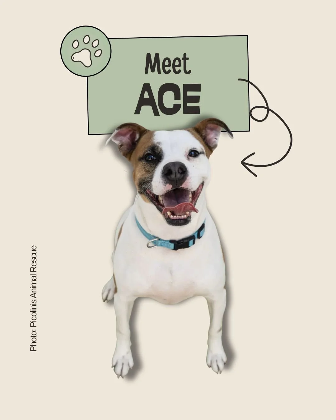 Ace &mdash; Energy for Days and a Heart to Match

2 Years &bull; Boxer Mix &bull; Playful &amp; Family‑Friendly 
𝐑𝐞𝐬𝐜𝐮𝐞: 𝐏𝐢𝐜𝐨𝐥𝐢𝐧𝐢𝐬 𝐀𝐧𝐢𝐦𝐚𝐥 𝐑𝐞𝐬𝐜𝐮𝐞

Meet Ace, a fun‑loving, energetic boy who&rsquo;s always ready for his next a