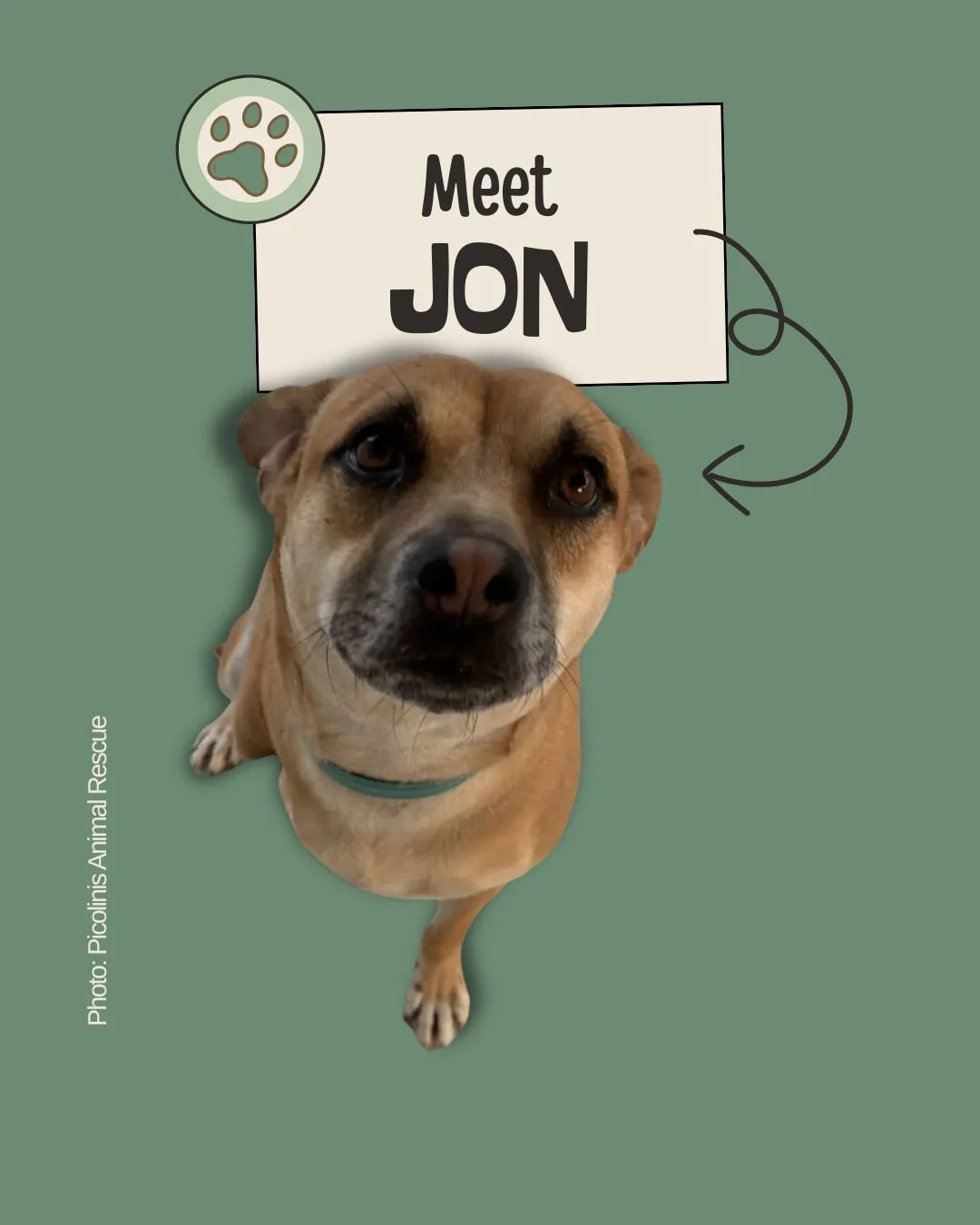 Jon &mdash; A Big Heart and an Even Bigger Personality

2 Years &bull; Lab Mix &bull; Playful, Loving Tripod 
𝐑𝐞𝐬𝐜𝐮𝐞: 𝐏𝐢𝐜𝐨𝐥𝐢𝐧𝐢𝐬 𝐀𝐧𝐢𝐦𝐚𝐥 𝐑𝐞𝐬𝐜𝐮𝐞

Meet Jon, a playful, loving Lab mix with a huge heart and an even bigger persona