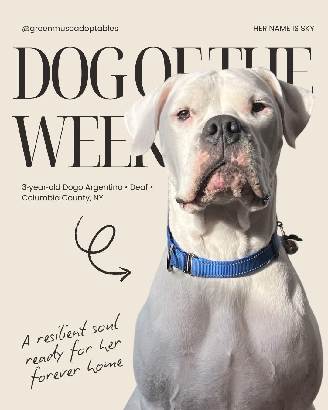 𝐒𝐤𝐲 &mdash; 𝐃𝐨𝐠 𝐨𝐟 𝐭𝐡𝐞 𝐖𝐞𝐞𝐤

We can&rsquo;t believe we&rsquo;re still helping Sky reach more eyes, this gorgeous girl deserves her forever home already.

Sky is a 3‑year‑old Dogo Argentino who was born deaf and rescued from a cruelty c