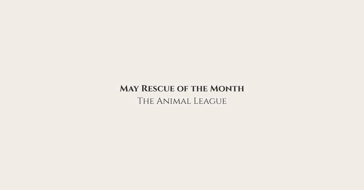 ⭐Rescue of the Month: The Animal League (Florida)