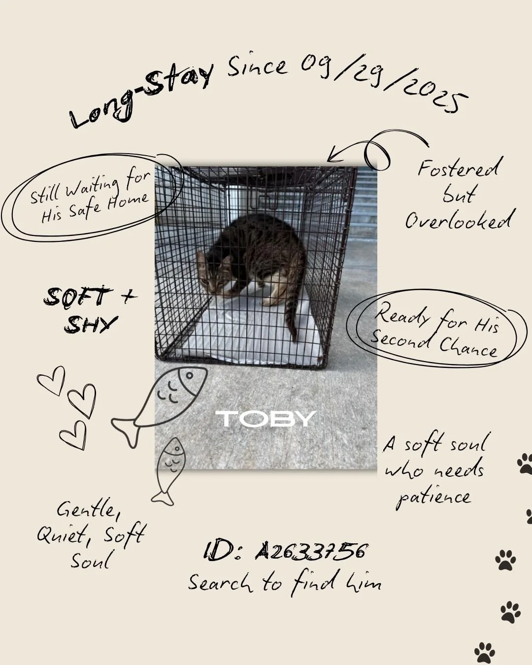 𝐓𝐎𝐁𝐘 &mdash; 𝐀𝟐𝟔𝟑𝟑𝟕𝟓𝟔 
𝐋𝐨𝐧𝐠‑𝐒𝐭𝐚𝐲 𝐒𝐢𝐧𝐜𝐞: 𝐎𝐜𝐭𝐨𝐛𝐞𝐫 𝟐𝟎, 𝟐𝟎𝟐𝟒 

Neutered male &bull; Gray Tabby &bull; ~2 years old
Currently in Foster Care through Miami‑Dade Animal Services

Toby has been waiting far too long for a