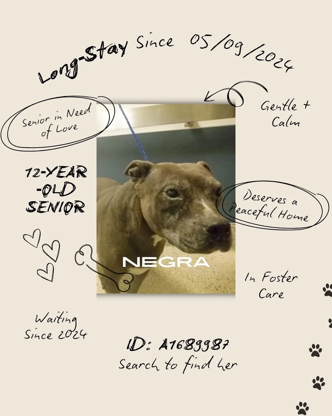 𝐓𝐡𝐢𝐬 𝐰𝐞𝐞𝐤, 𝐰𝐞&rsquo;𝐫𝐞 𝐟𝐨𝐜𝐮𝐬𝐢𝐧𝐠 𝐨𝐧 𝐭𝐡𝐞 𝐥𝐨𝐧𝐠‑𝐬𝐭𝐚𝐲 𝐩𝐞𝐭𝐬, 𝐭𝐡𝐞 𝐨𝐧𝐞𝐬 𝐰𝐞&rsquo;𝐯𝐞 𝐬𝐡𝐚𝐫𝐞𝐝 𝐛𝐞𝐟𝐨𝐫𝐞 𝐰𝐡𝐨 𝐚𝐫𝐞 𝐬𝐭𝐢𝐥𝐥 𝐰𝐚𝐢𝐭𝐢𝐧𝐠 𝐟𝐨𝐫 𝐬𝐚𝐟𝐞, 𝐥𝐨𝐯𝐢𝐧𝐠 𝐡𝐨𝐦𝐞𝐬. 𝐍𝐞𝐠𝐫𝐚 𝐢𝐬 𝐨