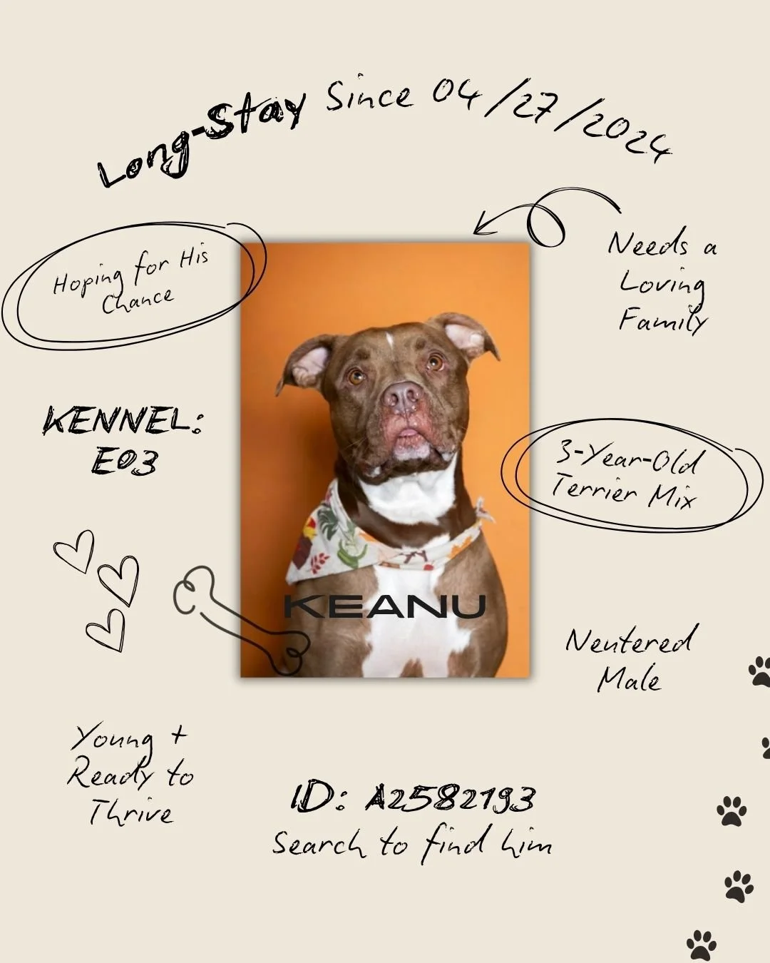 𝐓𝐡𝐢𝐬 𝐰𝐞𝐞𝐤, 𝐰𝐞&rsquo;𝐫𝐞 𝐟𝐨𝐜𝐮𝐬𝐢𝐧𝐠 𝐨𝐧 𝐭𝐡𝐞 𝐥𝐨𝐧𝐠‑𝐬𝐭𝐚𝐲 𝐩𝐞𝐭𝐬, 𝐭𝐡𝐞 𝐨𝐧𝐞𝐬 𝐰𝐞&rsquo;𝐯𝐞 𝐬𝐡𝐚𝐫𝐞𝐝 𝐛𝐞𝐟𝐨𝐫𝐞 𝐰𝐡𝐨 𝐚𝐫𝐞 𝐬𝐭𝐢𝐥𝐥 𝐰𝐚𝐢𝐭𝐢𝐧𝐠 𝐟𝐨𝐫 𝐬𝐚𝐟𝐞, 𝐥𝐨𝐯𝐢𝐧𝐠 𝐡𝐨𝐦𝐞𝐬. 𝐊𝐞𝐚𝐧𝐮 𝐢𝐬 𝐨