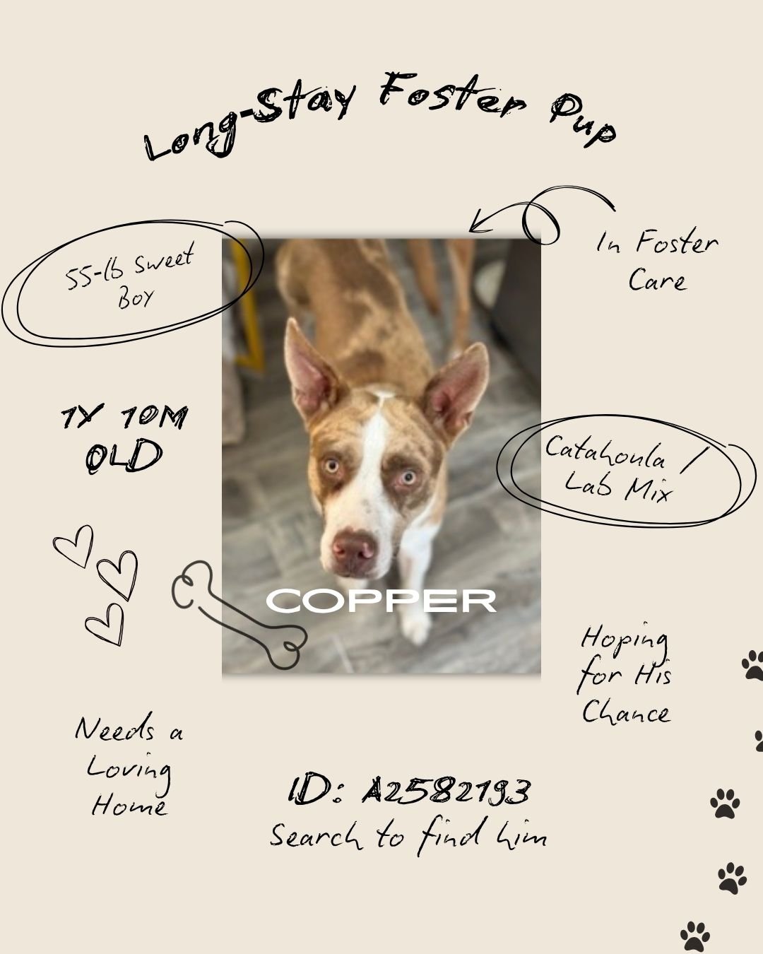 𝐓𝐡𝐢𝐬 𝐰𝐞𝐞𝐤, 𝐰𝐞&rsquo;𝐫𝐞 𝐟𝐨𝐜𝐮𝐬𝐢𝐧𝐠 𝐨𝐧 𝐭𝐡𝐞 𝐥𝐨𝐧𝐠‑𝐬𝐭𝐚𝐲 𝐩𝐞𝐭𝐬, 𝐭𝐡𝐞 𝐨𝐧𝐞𝐬 𝐰𝐞&rsquo;𝐯𝐞 𝐬𝐡𝐚𝐫𝐞𝐝 𝐛𝐞𝐟𝐨𝐫𝐞 𝐰𝐡𝐨 𝐚𝐫𝐞 𝐬𝐭𝐢𝐥𝐥 𝐰𝐚𝐢𝐭𝐢𝐧𝐠 𝐟𝐨𝐫 𝐬𝐚𝐟𝐞, 𝐥𝐨𝐯𝐢𝐧𝐠 𝐡𝐨𝐦𝐞𝐬. 𝐂𝐨𝐩𝐩𝐞𝐫 𝐢𝐬 