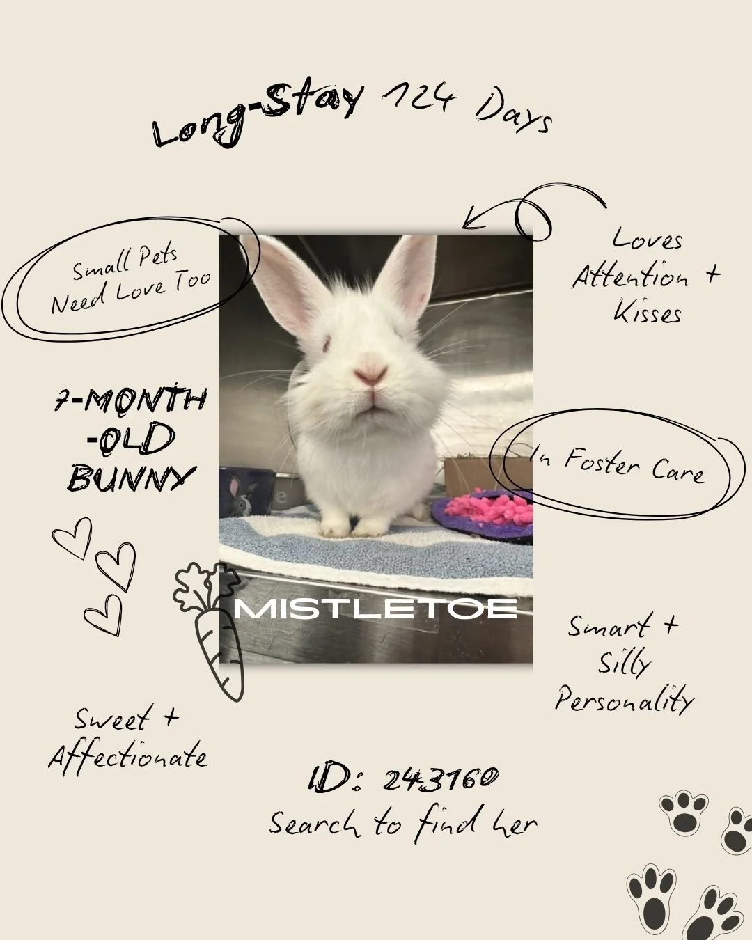 𝐓𝐡𝐢𝐬 𝐰𝐞𝐞𝐤, 𝐰𝐞&rsquo;𝐫𝐞 𝐟𝐨𝐜𝐮𝐬𝐢𝐧𝐠 𝐨𝐧 𝐭𝐡𝐞 𝐥𝐨𝐧𝐠‑𝐬𝐭𝐚𝐲 𝐩𝐞𝐭𝐬 &mdash; 𝐧𝐨𝐭 𝐣𝐮𝐬𝐭 𝐝𝐨𝐠𝐬 𝐚𝐧𝐝 𝐜𝐚𝐭𝐬, 𝐛𝐮𝐭 𝐚𝐥𝐬𝐨 𝐭𝐡𝐞 𝐬𝐦𝐚𝐥𝐥 𝐩𝐞𝐭𝐬 𝐰𝐡𝐨 𝐨𝐟𝐭𝐞𝐧 𝐠𝐞𝐭 𝐥𝐨𝐬𝐭 𝐚𝐧𝐝 𝐟𝐨𝐫𝐠𝐨𝐭𝐭𝐞𝐧 𝐢𝐧 ?