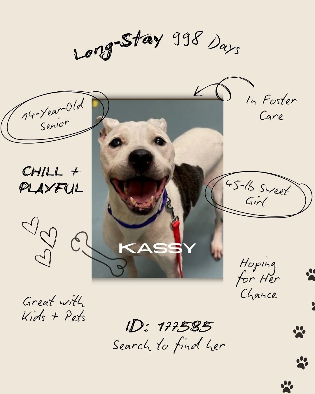 𝐓𝐡𝐢𝐬 𝐰𝐞𝐞𝐤, 𝐰𝐞&rsquo;𝐫𝐞 𝐟𝐨𝐜𝐮𝐬𝐢𝐧𝐠 𝐨𝐧 𝐭𝐡𝐞 𝐥𝐨𝐧𝐠‑𝐬𝐭𝐚𝐲 𝐩𝐞𝐭𝐬, 𝐭𝐡𝐞 𝐨𝐧𝐞𝐬 𝐰𝐡𝐨 𝐡𝐚𝐯𝐞 𝐛𝐞𝐞𝐧 𝐰𝐚𝐢𝐭𝐢𝐧𝐠 𝐭𝐡𝐞 𝐥𝐨𝐧𝐠𝐞𝐬𝐭 𝐟𝐨𝐫 𝐬𝐚𝐟𝐞, 𝐥𝐨𝐯𝐢𝐧𝐠 𝐡𝐨𝐦𝐞𝐬. 𝐊𝐚𝐬𝐬𝐲 𝐢𝐬 𝐨𝐧𝐞 𝐨𝐟 𝐭𝐡𝐞𝐦. 