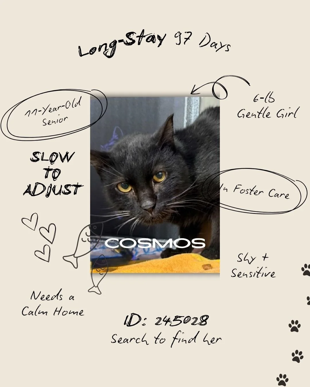 𝐓𝐡𝐢𝐬 𝐰𝐞𝐞𝐤, 𝐰𝐞&rsquo;𝐫𝐞 𝐟𝐨𝐜𝐮𝐬𝐢𝐧𝐠 𝐨𝐧 𝐭𝐡𝐞 𝐥𝐨𝐧𝐠‑𝐬𝐭𝐚𝐲 𝐩𝐞𝐭𝐬, 𝐭𝐡𝐞 𝐨𝐧𝐞𝐬 𝐰𝐡𝐨 𝐚𝐫𝐞 𝐨𝐟𝐭𝐞𝐧 𝐪𝐮𝐢𝐞𝐭, 𝐬𝐡𝐲, 𝐚𝐧𝐝 𝐨𝐯𝐞𝐫𝐥𝐨𝐨𝐤𝐞𝐝. 𝐂𝐨𝐬𝐦𝐨𝐬 𝐢𝐬 𝐨𝐧𝐞 𝐨𝐟 𝐭𝐡𝐞𝐦. 𝐖𝐞&rsquo;𝐫𝐞 𝐫𝐞𝐬𝐡𝐚𝐫