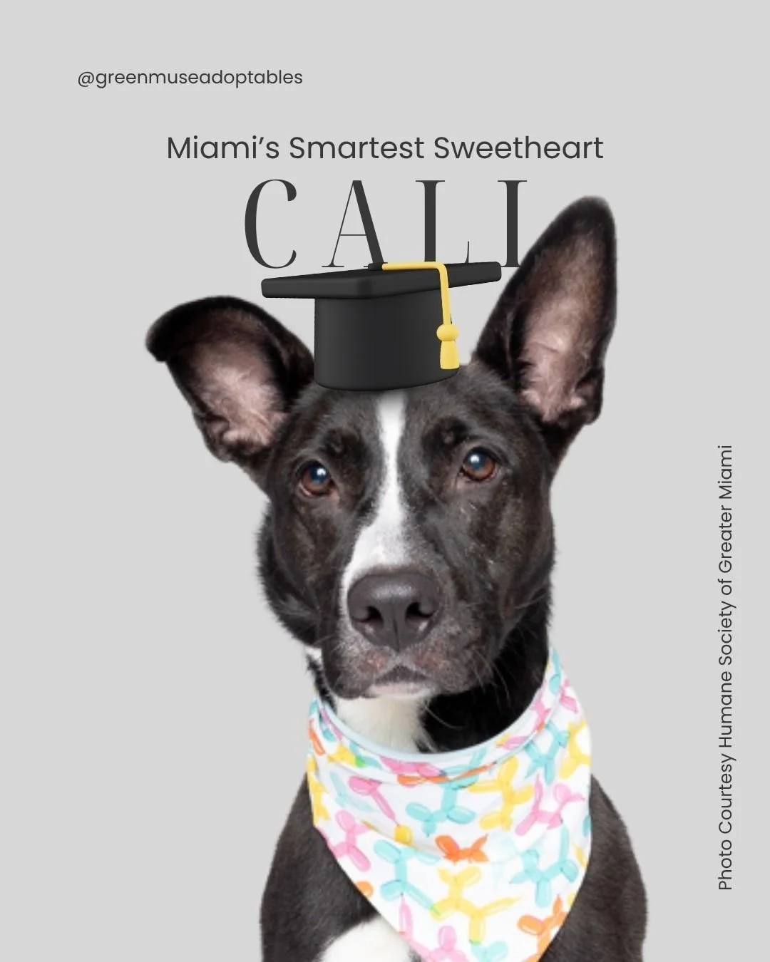 Meet Cali, a brilliant 6‑year‑old Terrier Mix who has been at the Humane Society of Greater Miami since 2022. She&rsquo;s one of their longest‑waiting dogs &mdash; playful, intelligent, puzzle‑obsessed, and full of affection.

Cali loves hose time, p