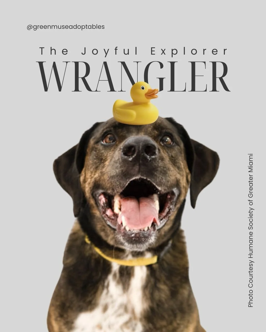 Meet Wrangler, a 7‑year‑old, 66‑lb Labrador Retriever mix with a joyful, adventurous spirit. He loves exploring new places, splashing in the pool, and staying active with his people. Wrangler is playful, goofy, and full of energy &mdash; the perfect 
