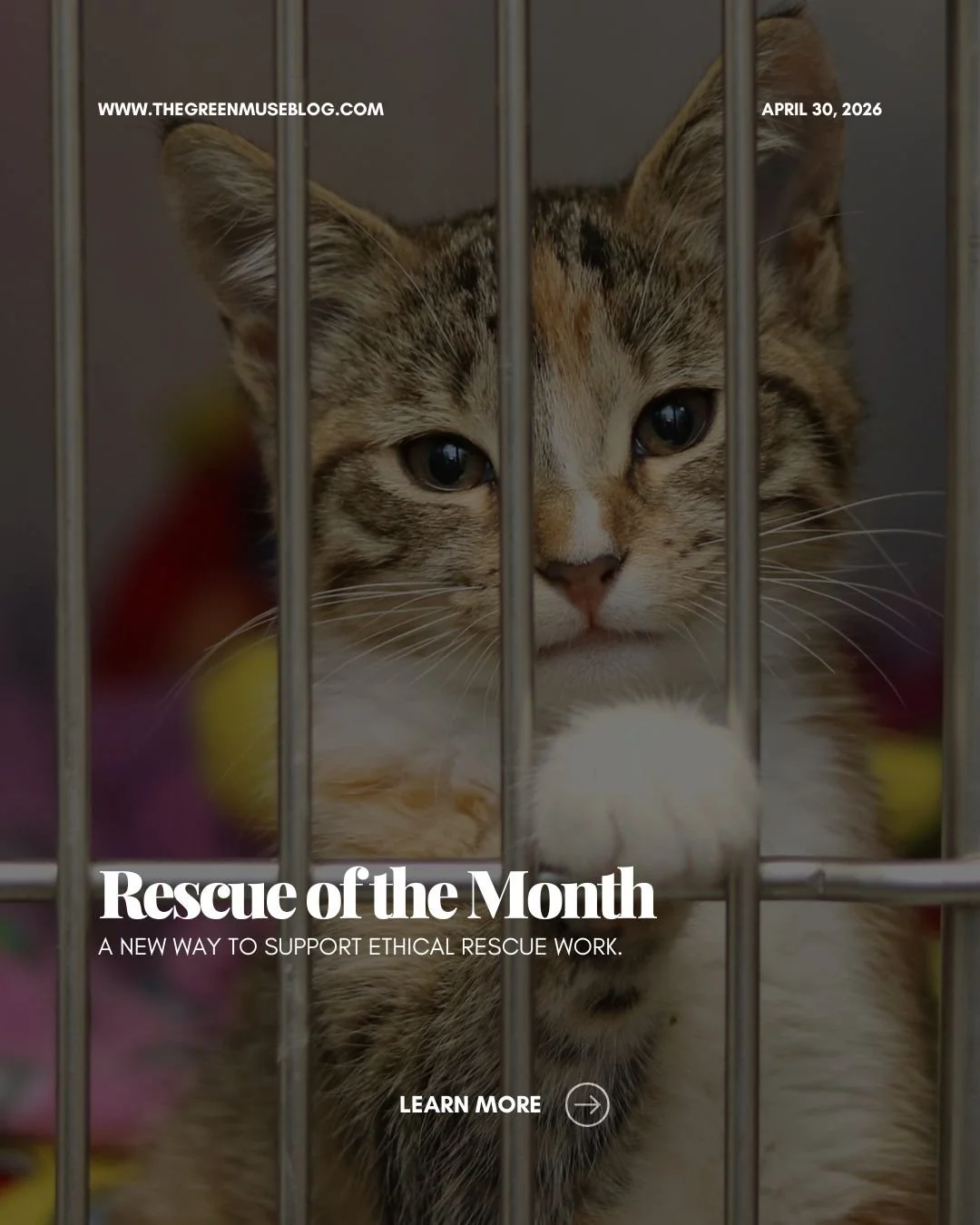 Every month, I spotlight one rescue that&rsquo;s making a real impact, not in a quick post, but in a full, dedicated feature on my website.

Their work deserves more than a moment on a feed. It deserves space, depth, and the chance to be understood.
