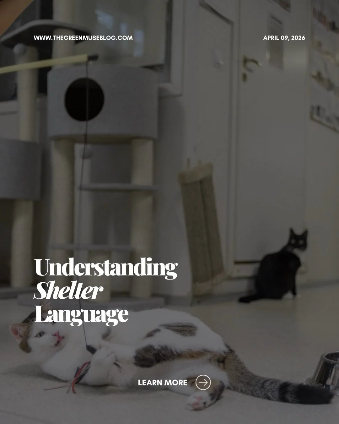𝐒𝐡𝐞𝐥𝐭𝐞𝐫 𝐭𝐞𝐫𝐦𝐬 𝐬𝐡𝐨𝐮𝐥𝐝𝐧&rsquo;𝐭 𝐟𝐞𝐞𝐥 𝐜𝐨𝐧𝐟𝐮𝐬𝐢𝐧𝐠 &mdash; 𝐞𝐬𝐩𝐞𝐜𝐢𝐚𝐥𝐥𝐲 𝐰𝐡𝐞𝐧 𝐚𝐧 𝐚𝐧𝐢𝐦𝐚𝐥 𝐧𝐞𝐞𝐝𝐬 𝐯𝐢𝐬𝐢𝐛𝐢𝐥𝐢𝐭𝐲. 𝐓𝐡𝐢𝐬 𝐜𝐚𝐫𝐨𝐮𝐬𝐞𝐥 𝐛𝐫𝐞𝐚𝐤𝐬 𝐝𝐨𝐰𝐧 𝐭𝐡𝐞 𝐯𝐨𝐜𝐚𝐛𝐮𝐥𝐚𝐫𝐲 𝐲𝐨𝐮&