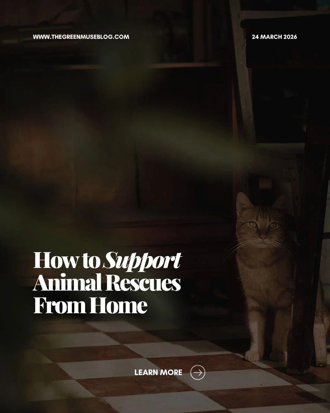 Part 2 is live: How to Support Animal Rescues From Home 🌿

You don&rsquo;t need a big budget, extra space, or hours of free time to make a real difference for overcrowded shelters. Small, steady actions (the kind you can do from your couch) create a
