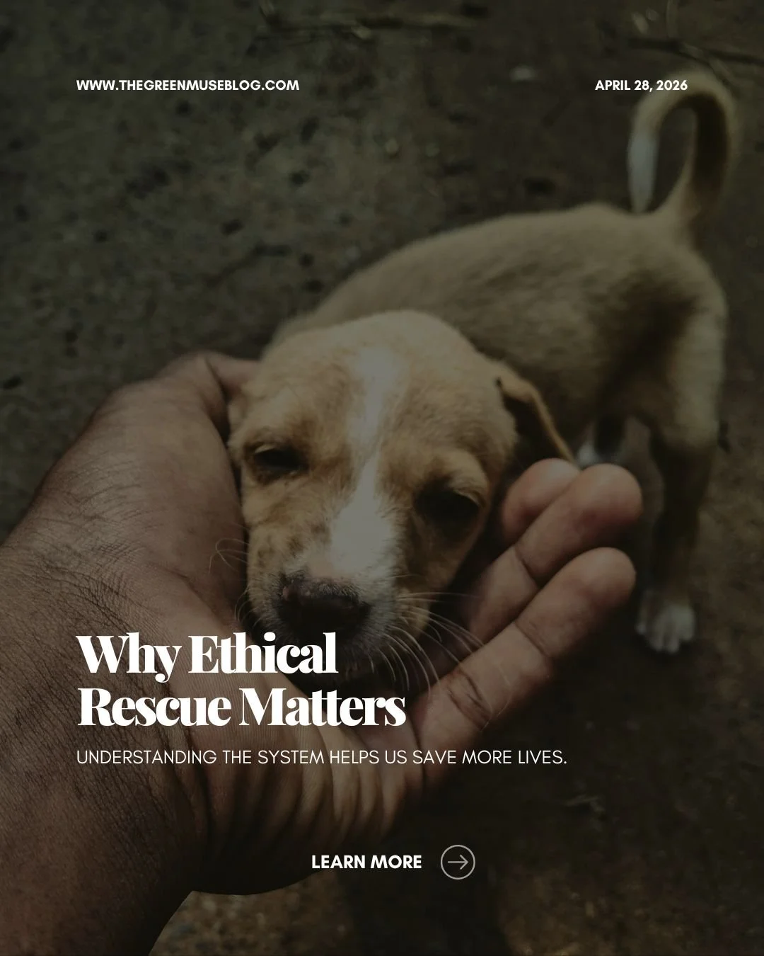 Education is one of the strongest tools we have in rescue. When people understand why shelters are full, how ethical rescue works, and what responsible adoption looks like, outcomes improve for everyone, especially the animals.

Today&rsquo;s carouse