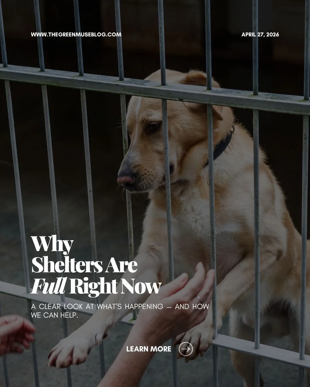 Shelters are full, not because people don&rsquo;t care, but because the system is overwhelmed.

Housing instability, rising vet costs, limited spay/neuter access, and increased intake are pushing shelters past capacity.

How to help: 
🌿 Foster (even