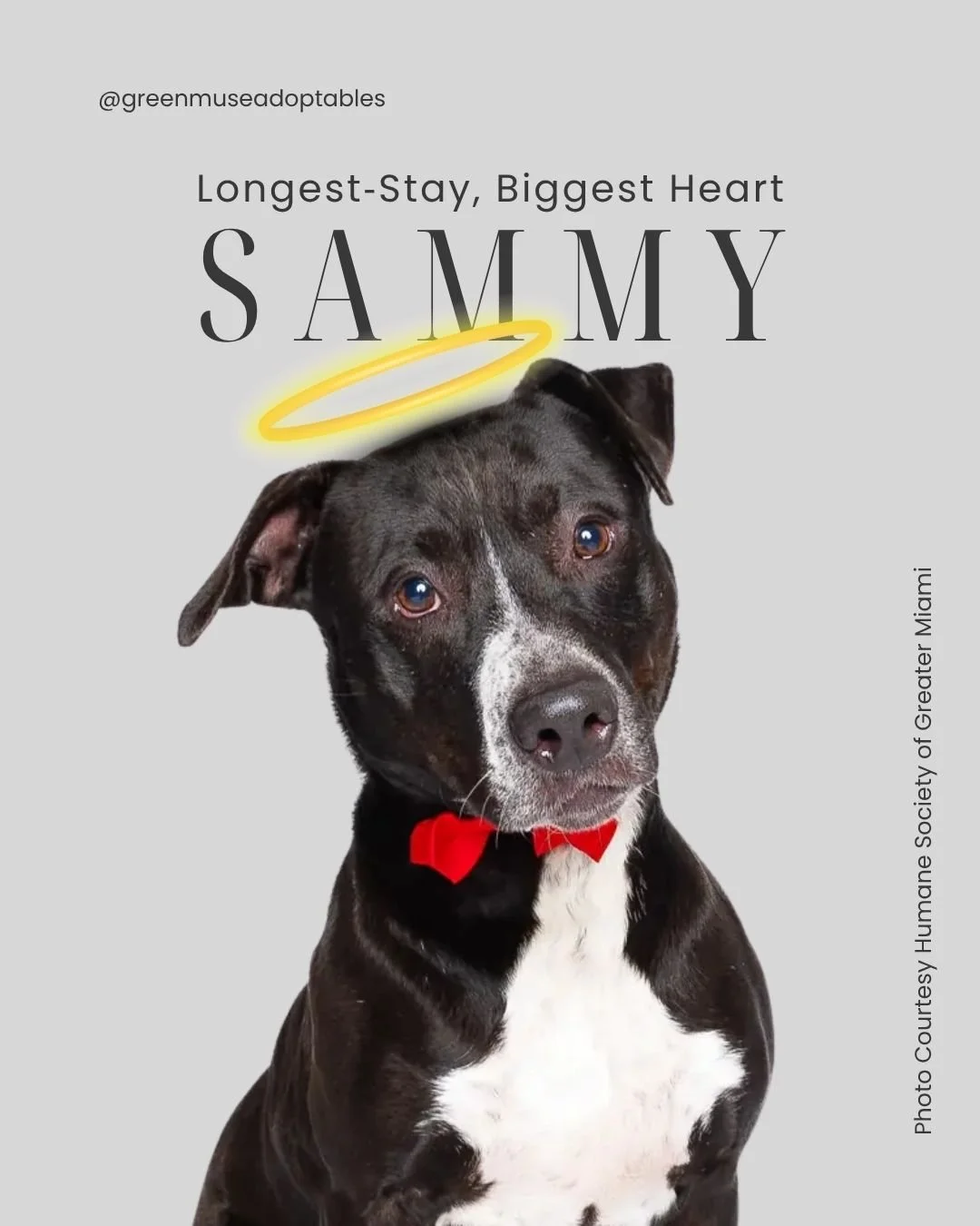 Meet Sammy &mdash; HSGM&rsquo;s Longest‑Stay Resident 
Some dogs wait days. Some wait months. Sammy has waited longer than anyone in the building, and he still greets everyone with hope and the best smile.

He&rsquo;s 9 years, 7 months, 62 lbs, silly