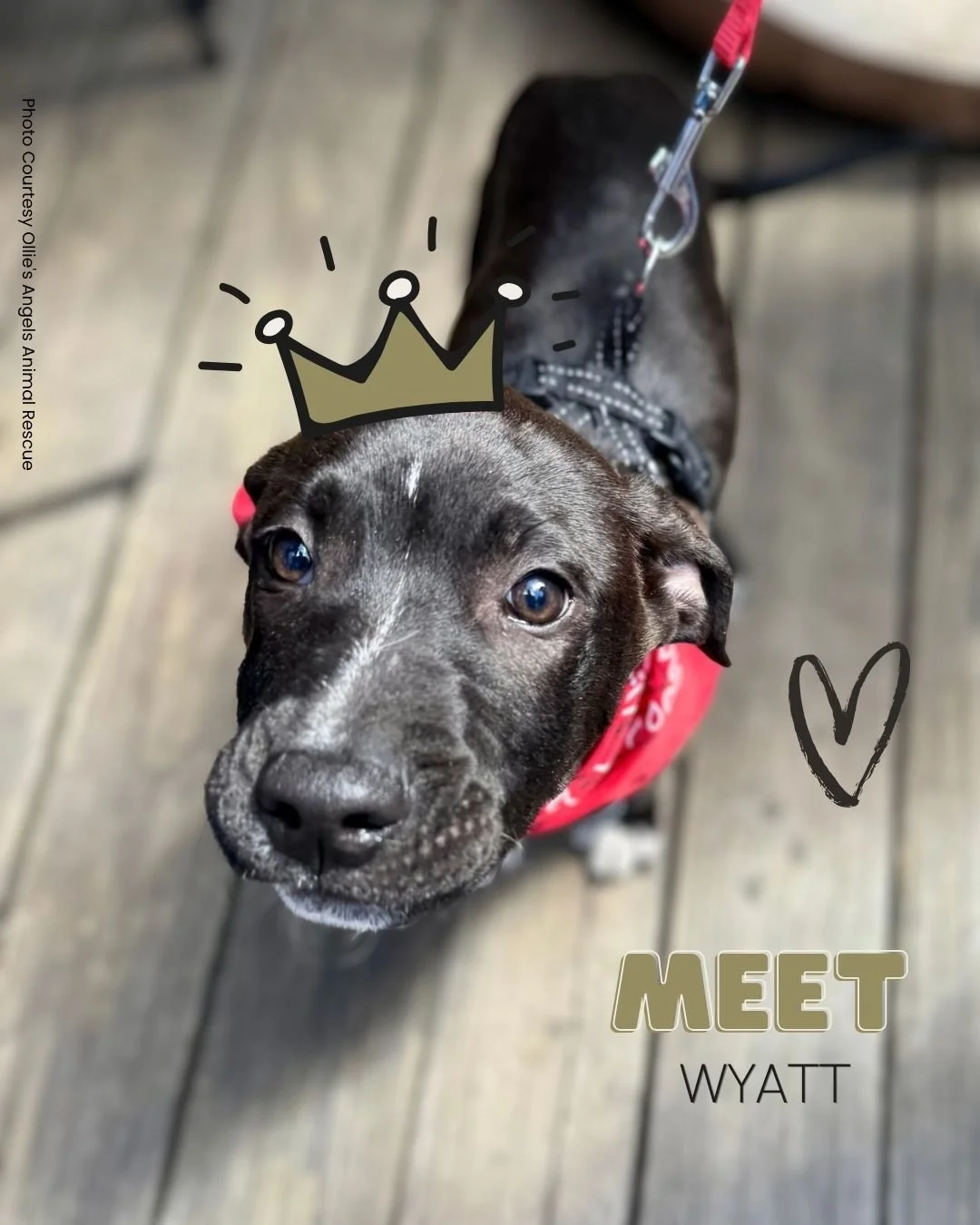 Wyatt is the kind of puppy who makes everyone fall a little bit in love. Soft eyes, gentle energy, and a snuggly personality that feels like sunshine.

He&rsquo;s 16 weeks old, 17 lbs, and the sweetest Pit‑Lab mix (best guess!), calm, cuddly, great w