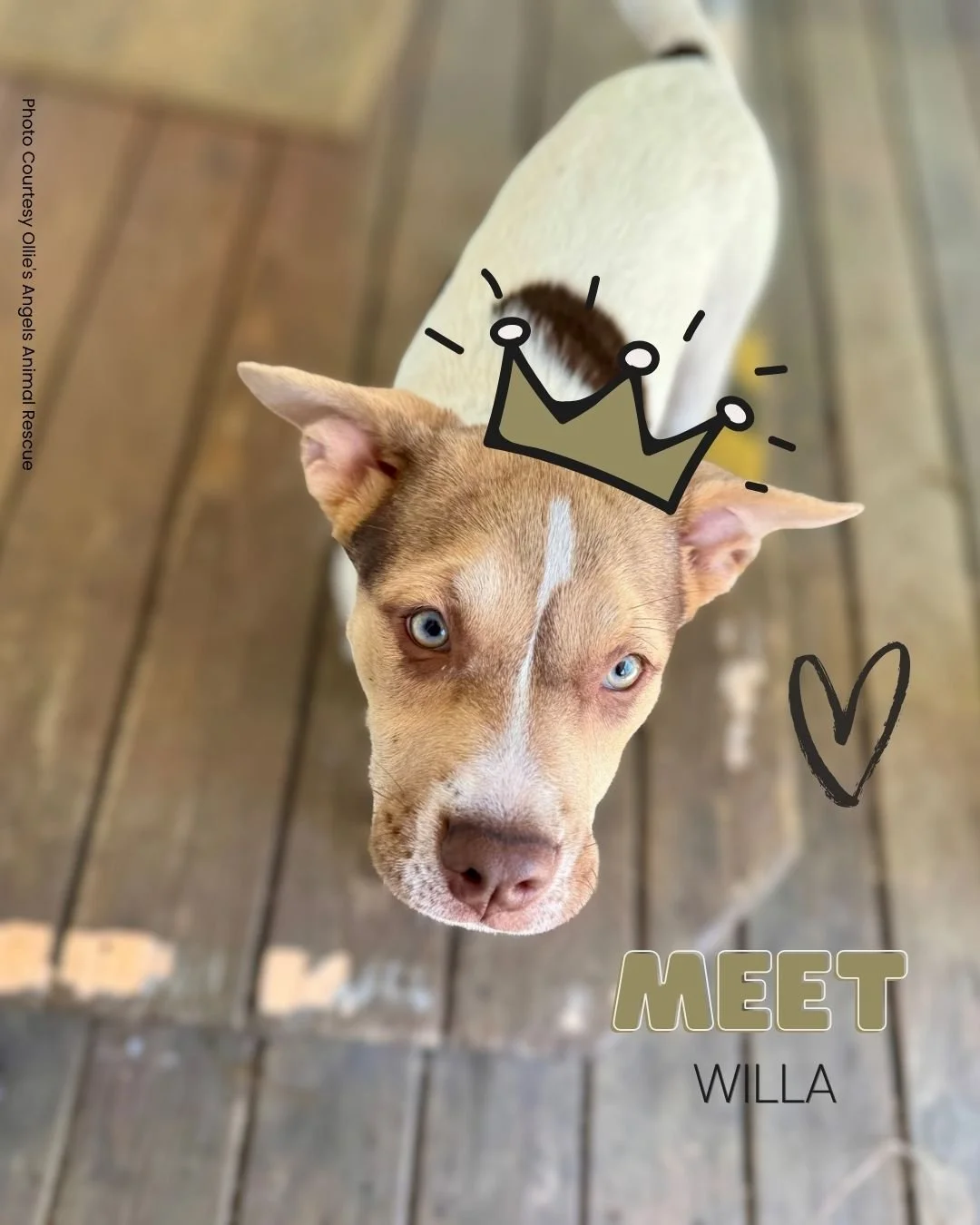 Meet Today&rsquo;s Featured Adoptable: Willa

Willa is 16 weeks old, 18 lbs, and likely a Pit‑Lab mix with a hint of Australian Shepherd (best guess!). She&rsquo;s bright, playful, affectionate, and has that perfect mix of silly energy and soft, cudd