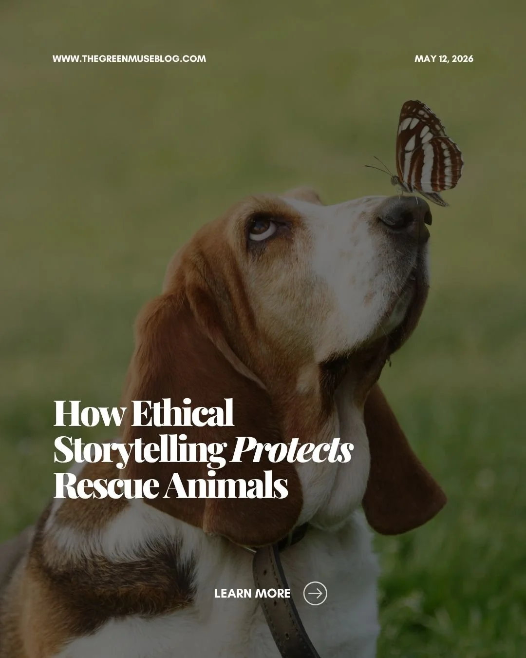Ethical storytelling matters. It protects animals, supports rescues, and keeps the focus on compassion instead of shock.

This is how we build a healthier rescue ecosystem.

#EthicalRescue #AnimalAdvocacy #ResponsibleStorytelling