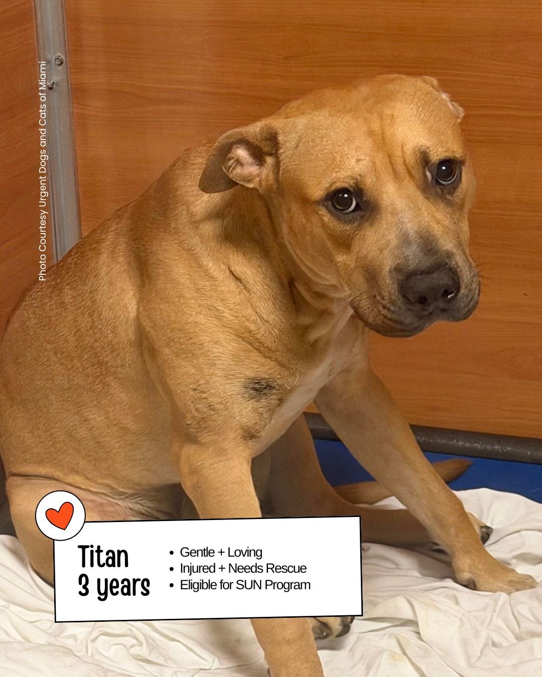 🚨 Miami, FL &mdash; Needs Rescue Support 🚨

Meet Titan, a 3‑year‑old Terrier mix who came into Miami‑Dade Animal Services after being found injured. Even with everything he&rsquo;s facing, he is incredibly sweet, gentle, and loving &mdash; the kind