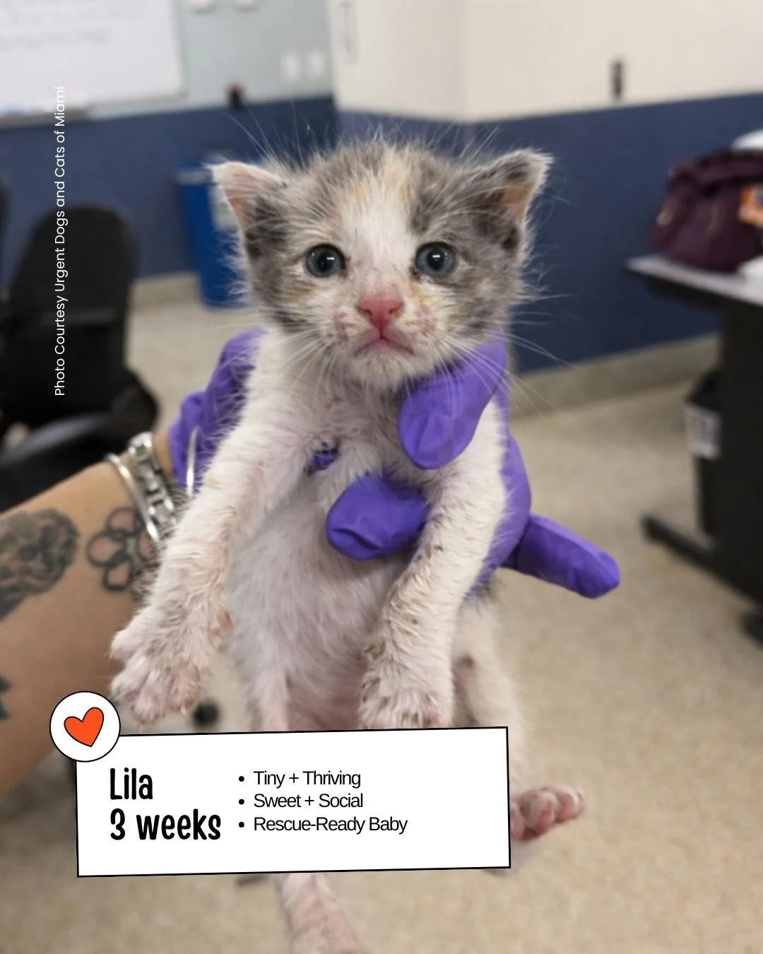 LILA (A2790110)

Meet Lila, a tiny 3‑week‑old Domestic Shorthair who just arrived at Miami‑Dade Animal Services. She&rsquo;s small, gentle, and already showing the sweetest little spark. Lila loves soft handling, settles easily when held, and is youn