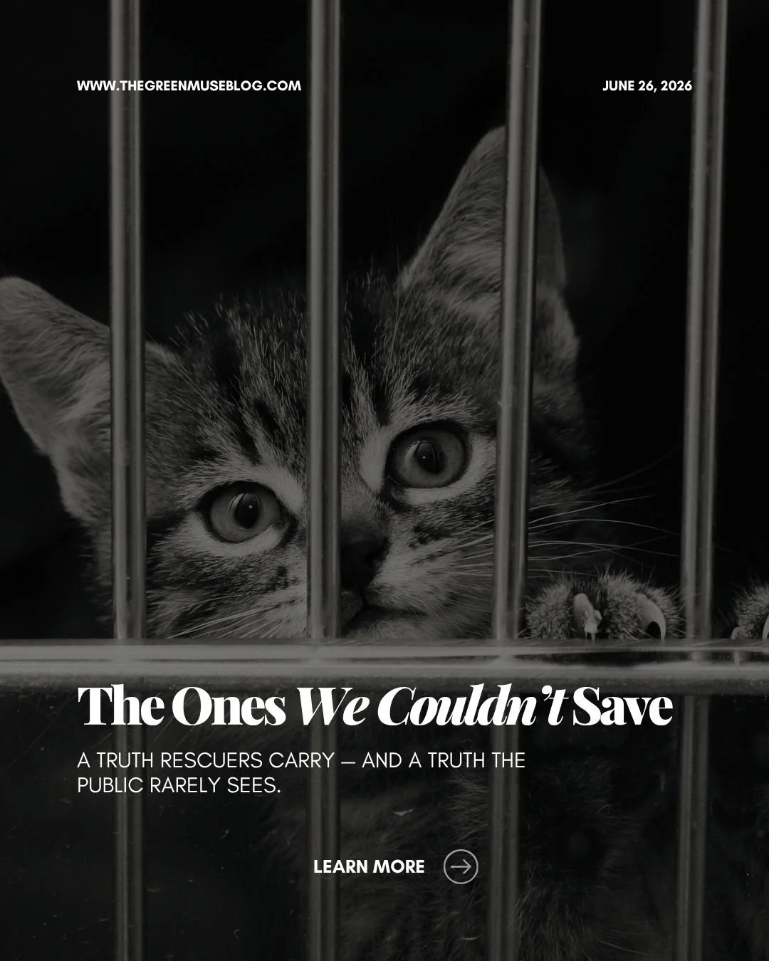Some stories stay with rescuers long after the world moves on.

As an advocate, I share these truths gently, not to shock, but to help people understand the emotional cost of rescue work.

Awareness is a form of support. 

#CompassionInAction #Animal