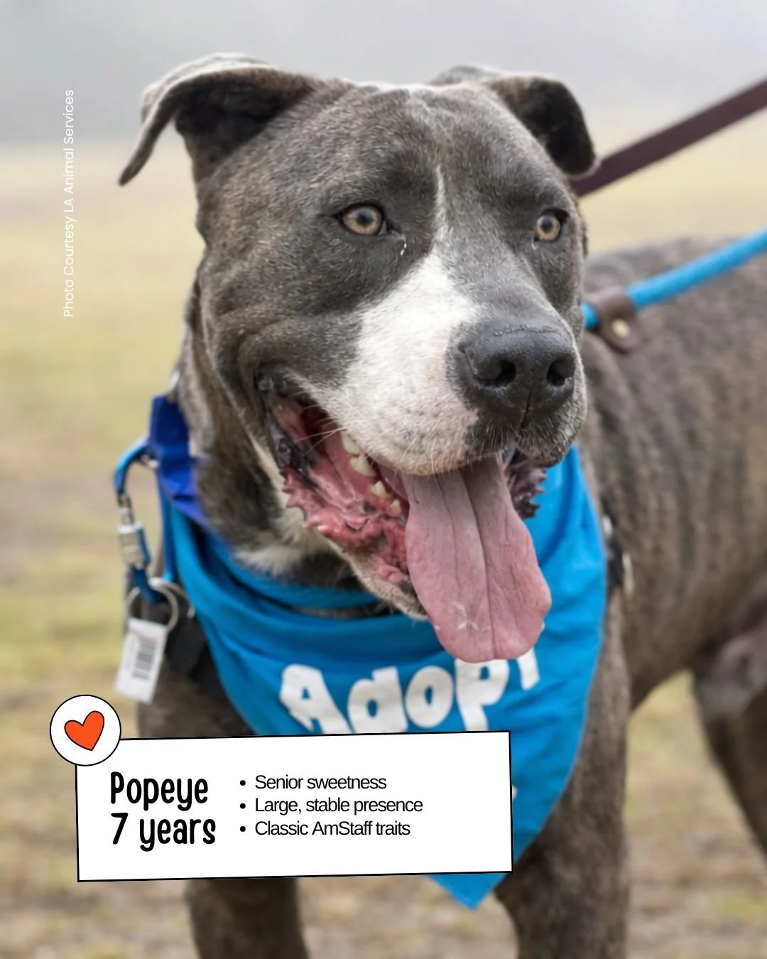 Meet Popeye &mdash; a 7+ year‑old American Staffordshire Terrier who has been waiting at LA Animal Services &ndash; East Valley since January. He&rsquo;s a 65‑lb senior with a calm presence, gentle energy, and a soft way of connecting with people.

S